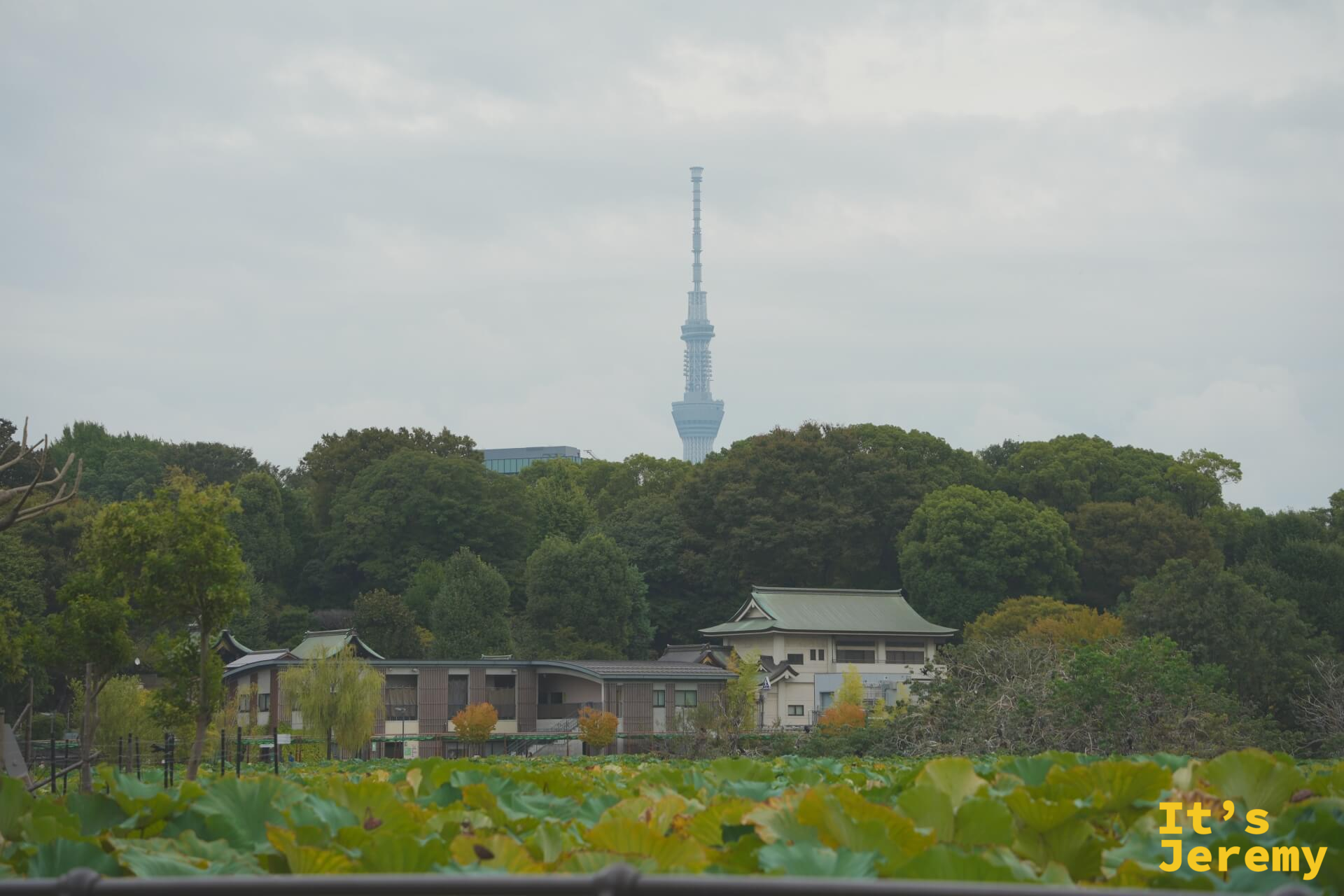越過蓮花池,晴空塔在霧氣中若隱若現,低矮的日式建築與高塔同框