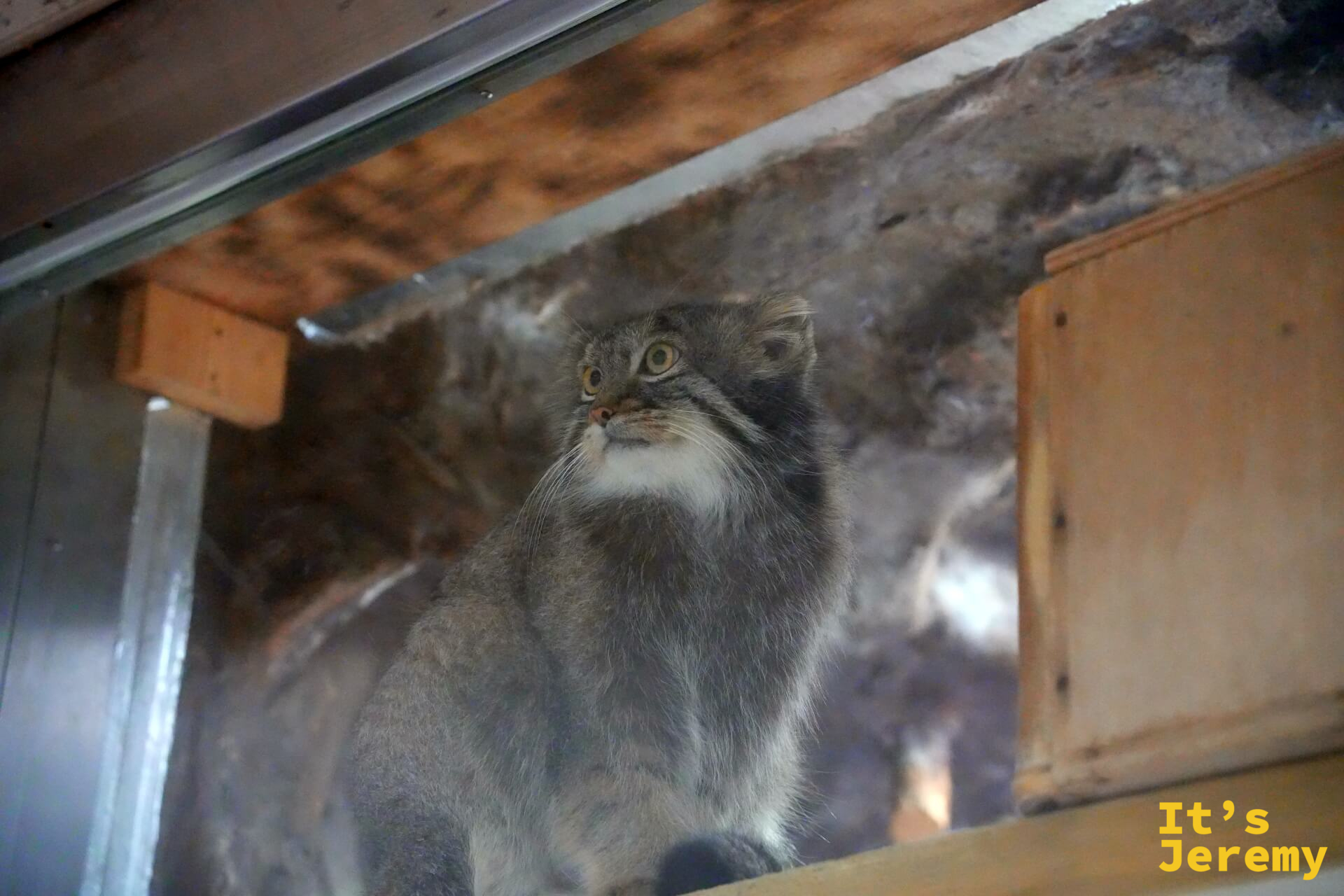 兔猻坐在展箱角落,渾圓的金色眼睛直視前方,長毛讓牠的身體輪廓異常蓬鬆
