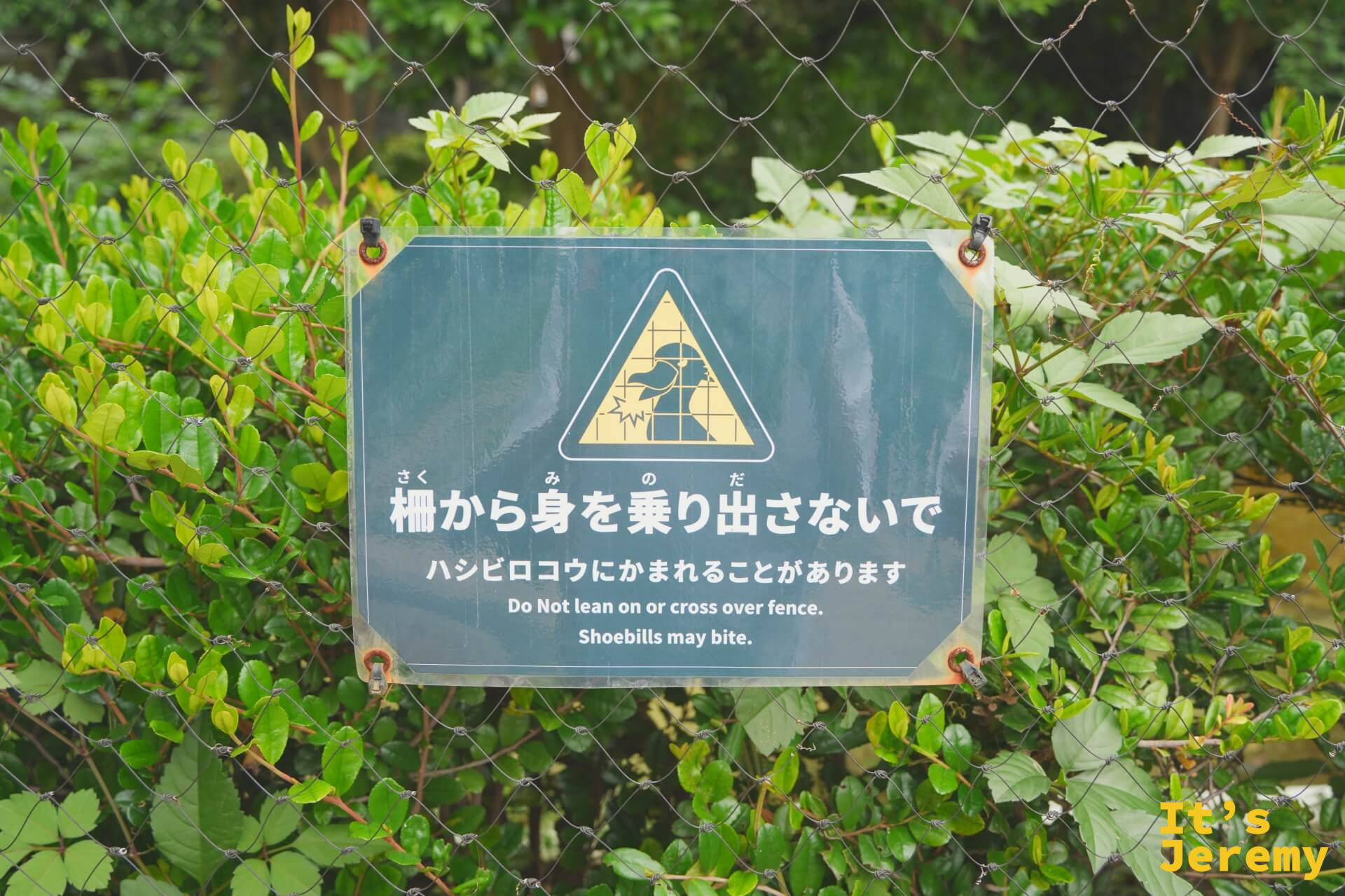 鯨頭鸛展區的警告牌,提醒遊客請勿探出欄外,鯨頭鸛有可能咬人