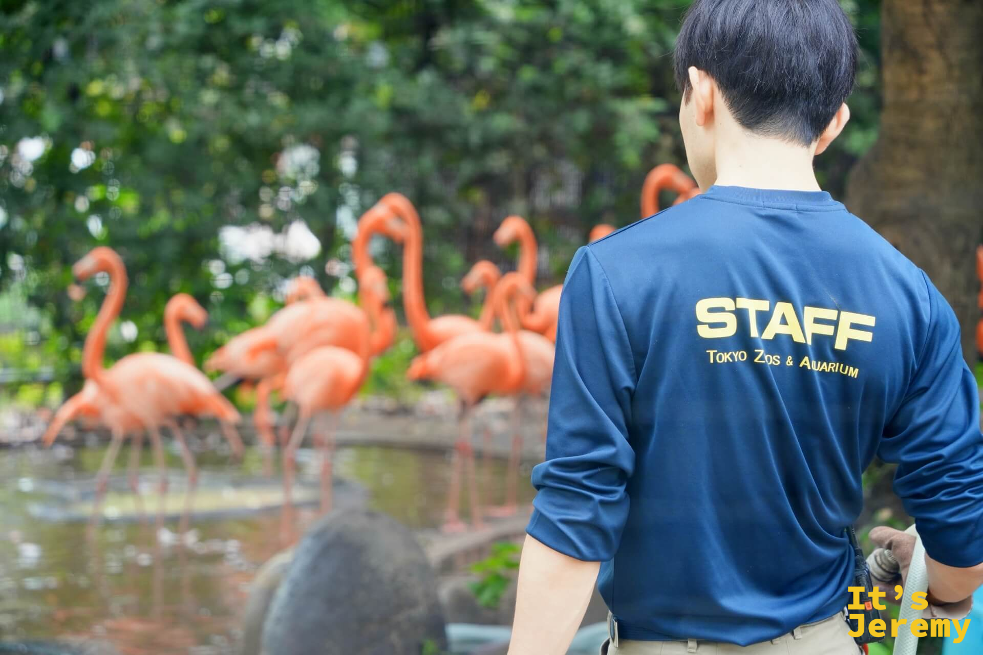 飼育員背影與背景中的紅鶴群,藍色制服上印著「Tokyo Zoos & Aquarium STAFF」