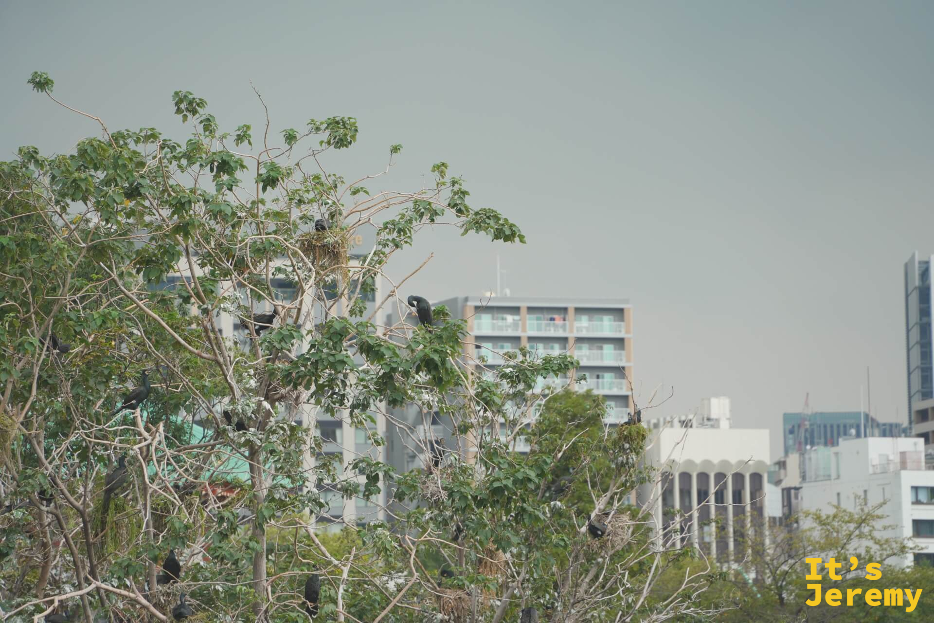 黑色鳥類棲息在枝頭,背景是東京城市天際線,城市與動物園的邊界在此交疊