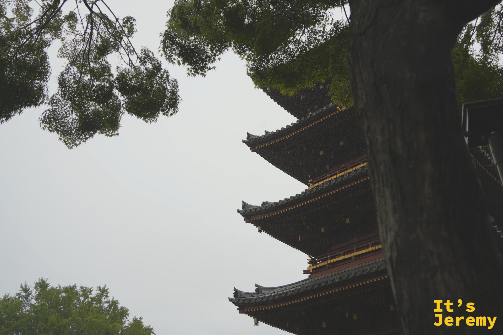 仰視五重塔,黑色屋檐層層疊起,樹枝自然延伸進入畫面