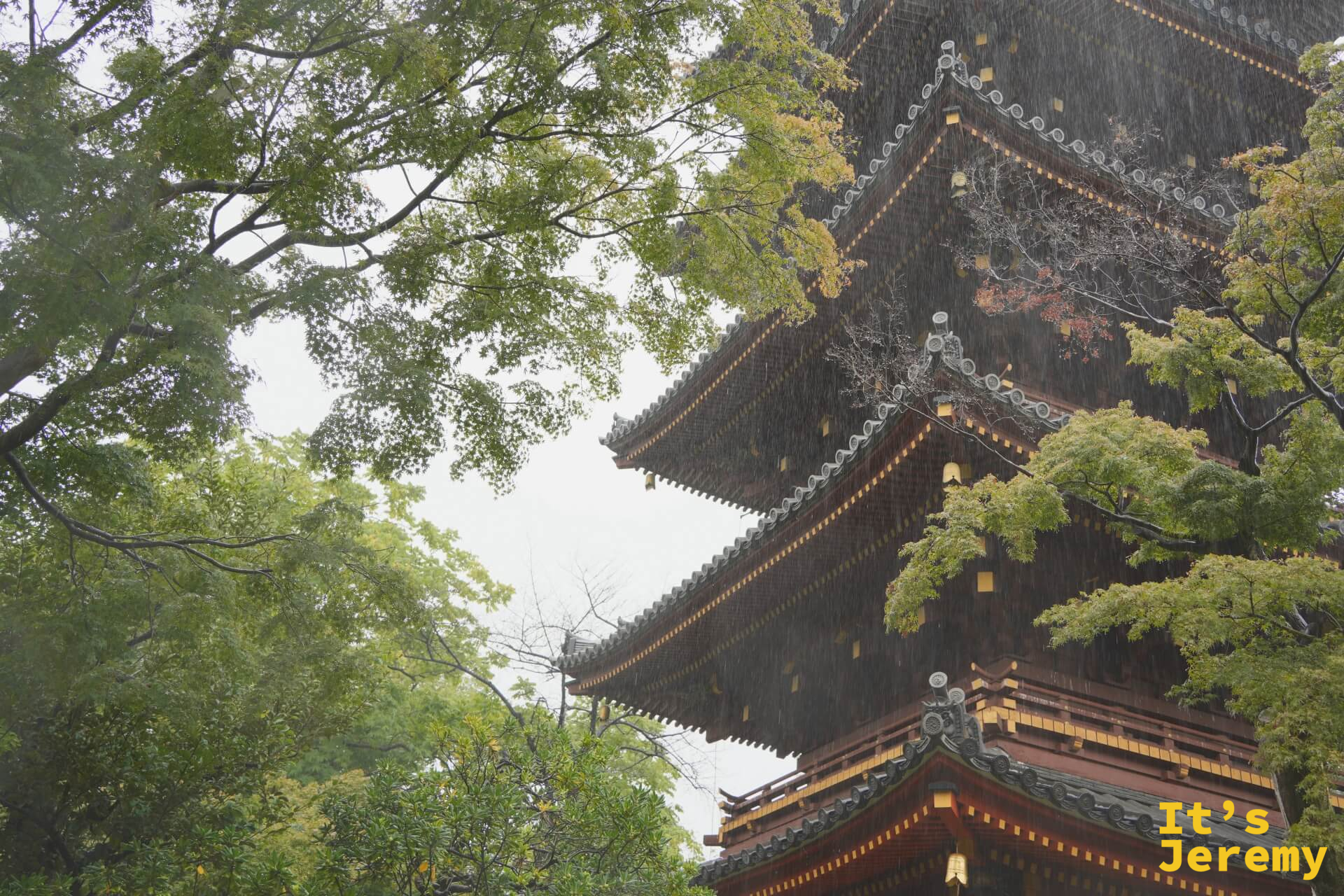 大雨中的五重塔,雨絲清晰可見,古樸的江戶時代建築在雨中更加沉靜