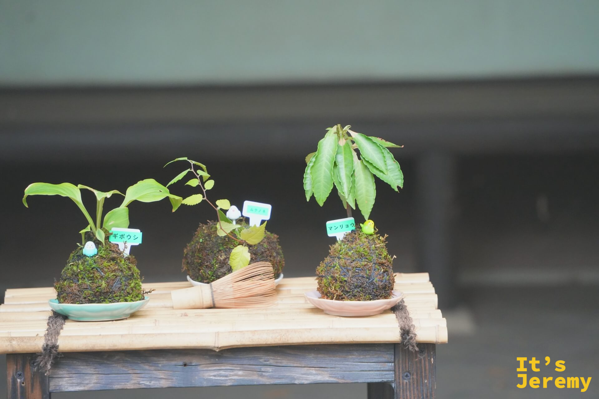 苔玉展示,三個苔球分別種著玉簪、山桃草與萬兩,放在竹製架台上,旁邊配著一支茶筅