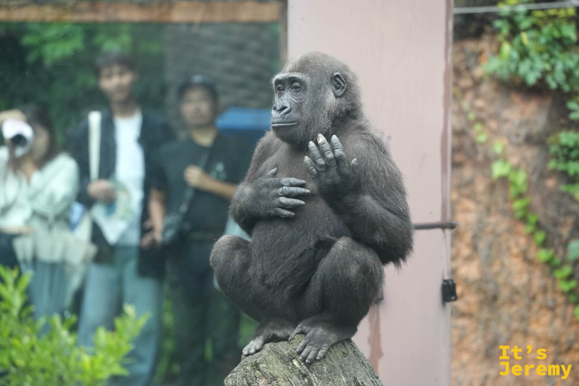 同一隻幼年大猩猩換了姿勢,雙手合置胸前,側臉凝望遠方,讓整個展區都靜了下來