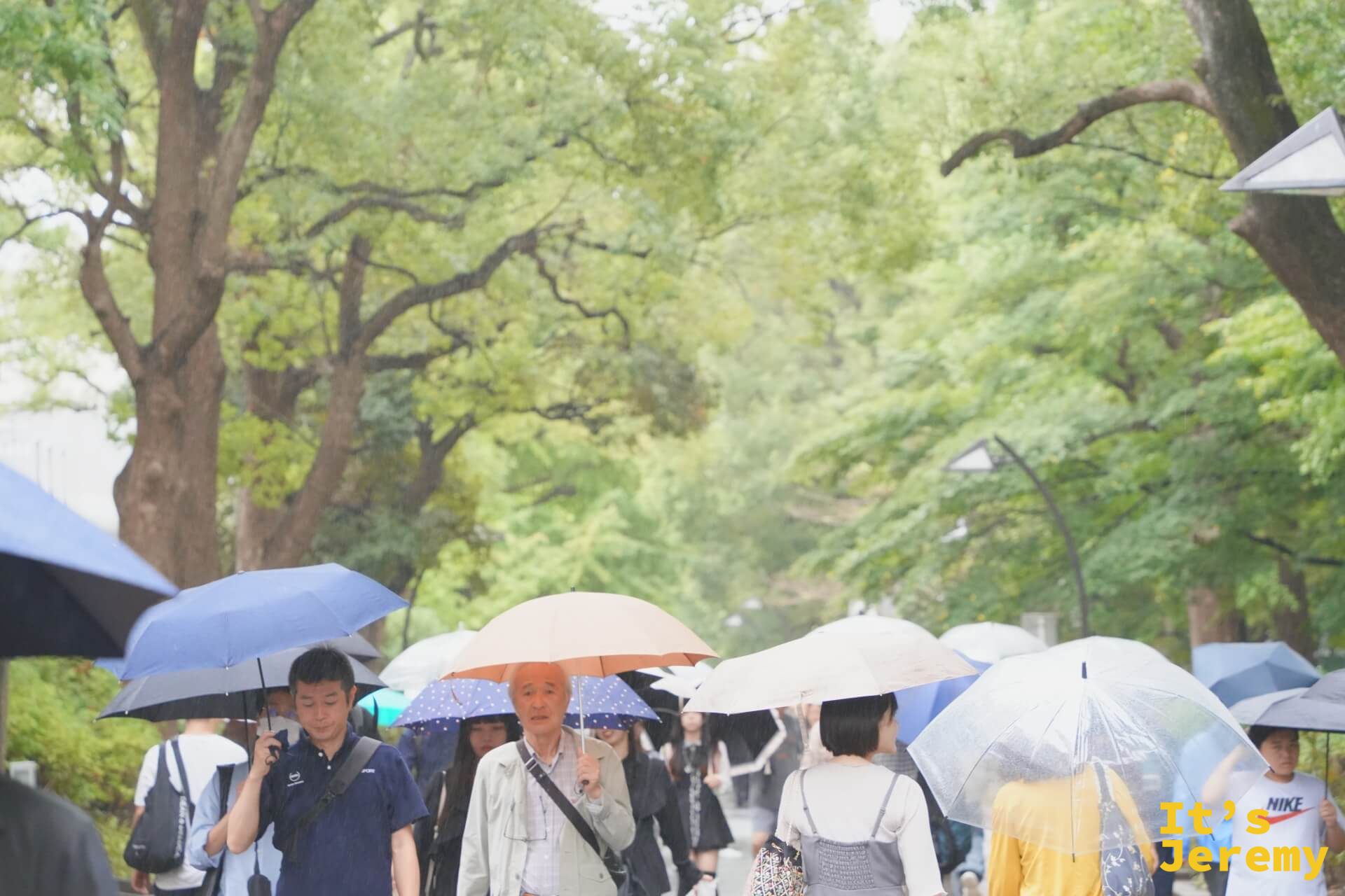 上野公園步道，雨中遊客撐著各色雨傘在樹蔭下走著，整條大道是傘的海洋，綠色樹冠在霧雨中模糊成背景
