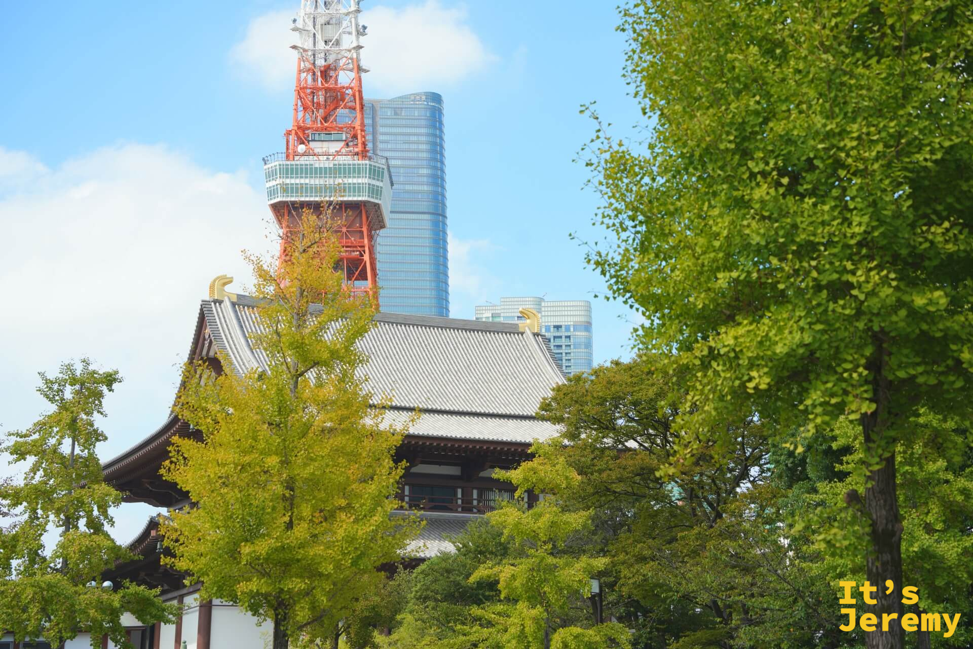 秋日遠景:増上寺大殿屋頂與東京鐵塔,前景是轉黃的銀杏樹