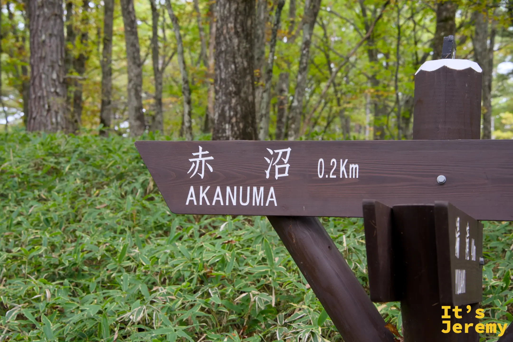 「赤沼 0.2km AKANUMA」棕色指示牌，背景是黃色樹林