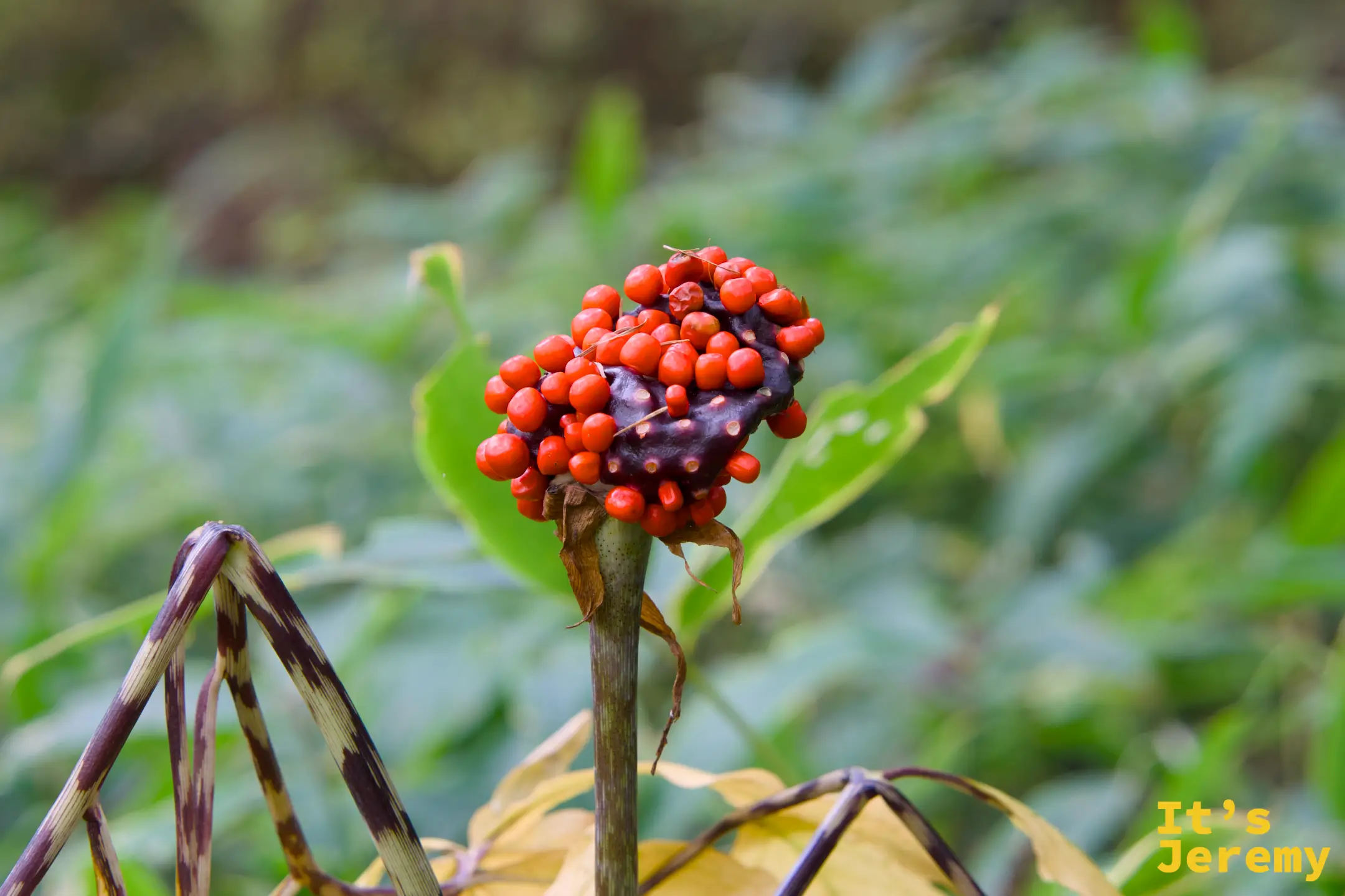 步道邊的紅色果實特寫，鮮紅色小果實密集聚在莖頂，背景是綠色地被植物