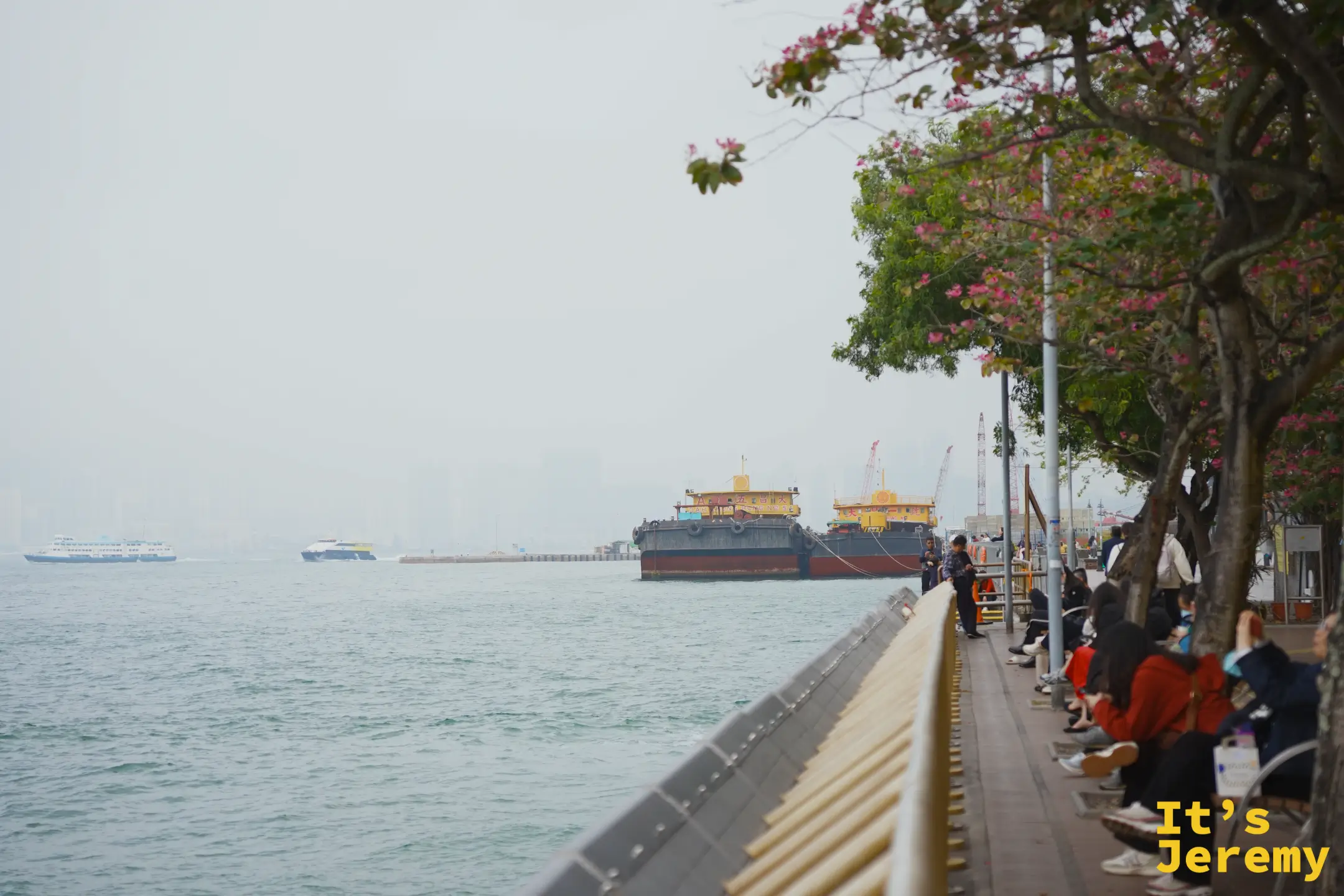 堅尼地城海濱長廊，粉花樹下的長椅上坐著喝咖啡看海的人，霧濛濛的海面上停著紅黑色貨船