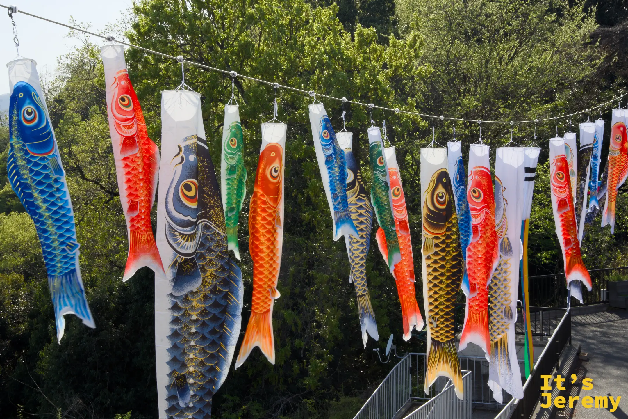 傘松公園の鯉のぼりが風にたなびく