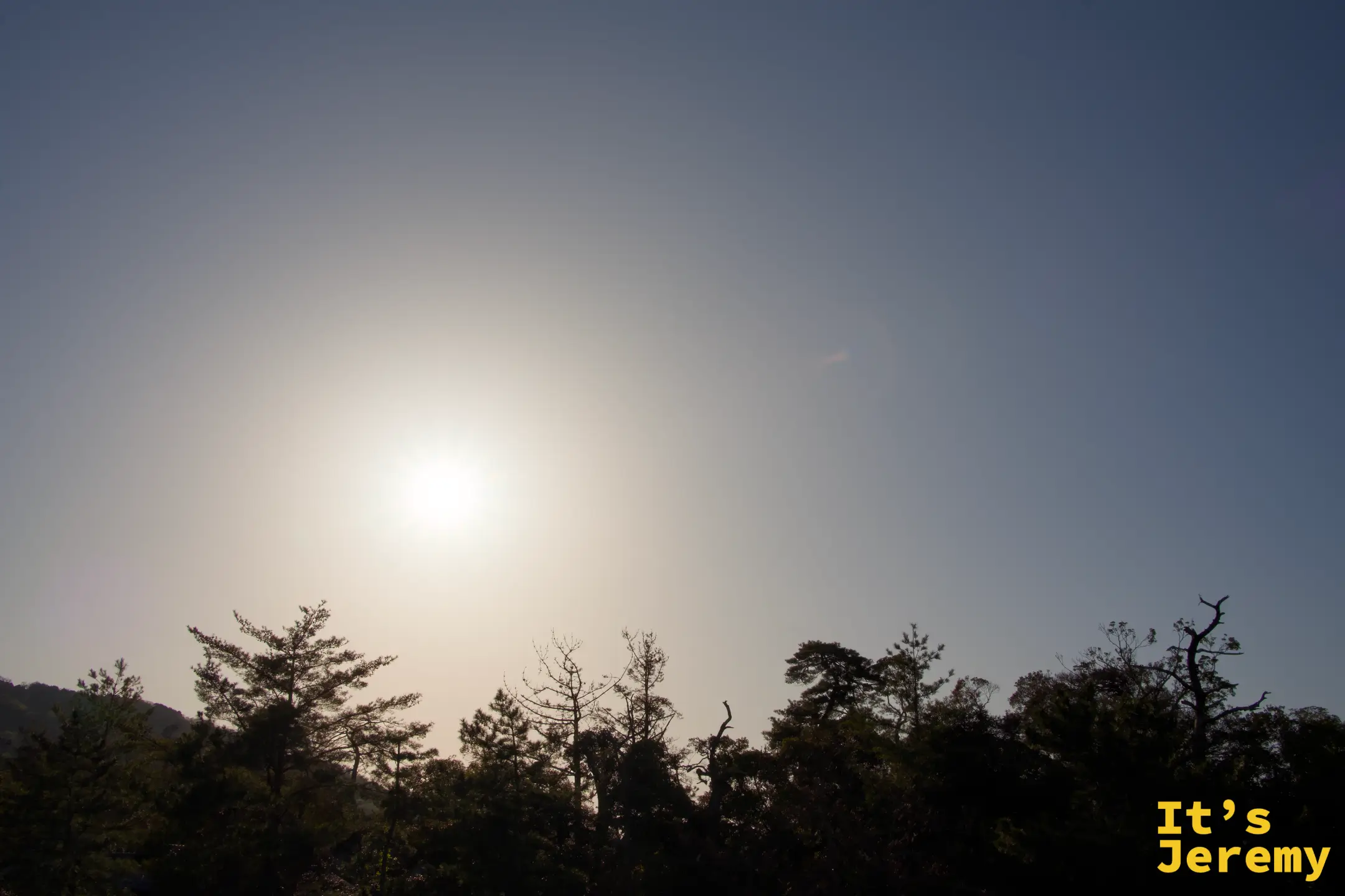 松林のシルエットと背後から差す太陽