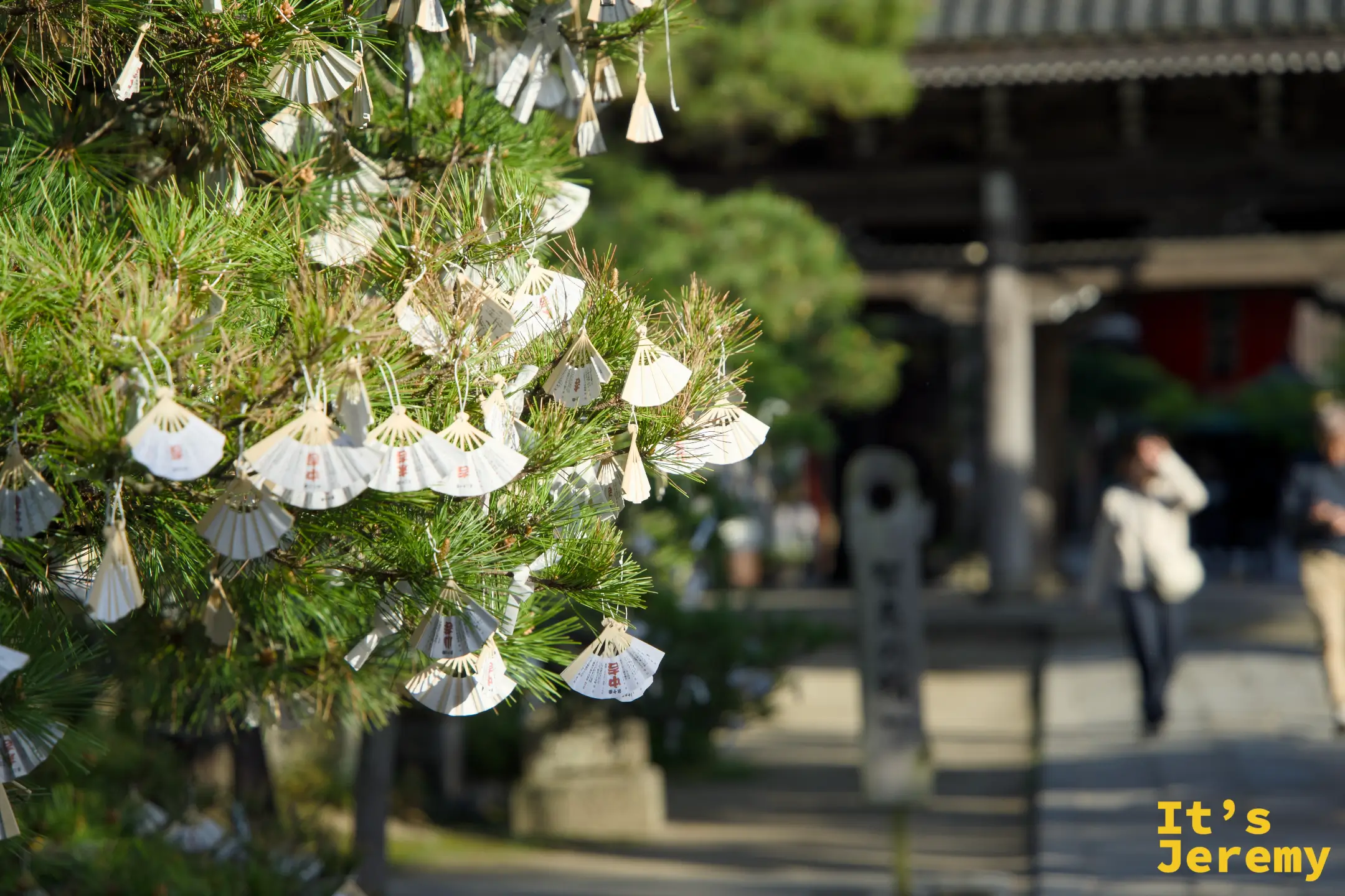 智恩寺の松の木におみくじがつるされている