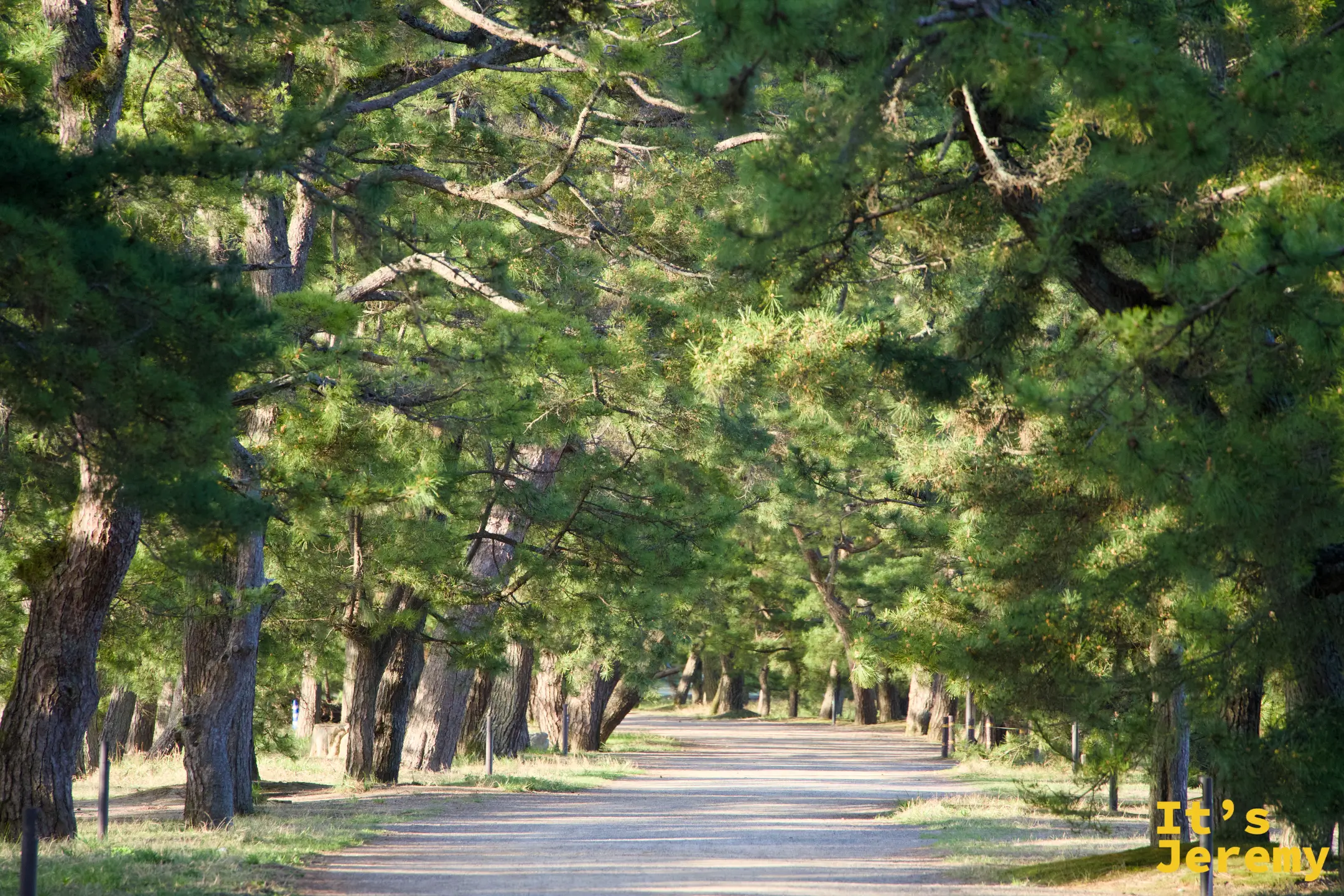 天橋立砂洲の松並木（誰もいない対称構図）