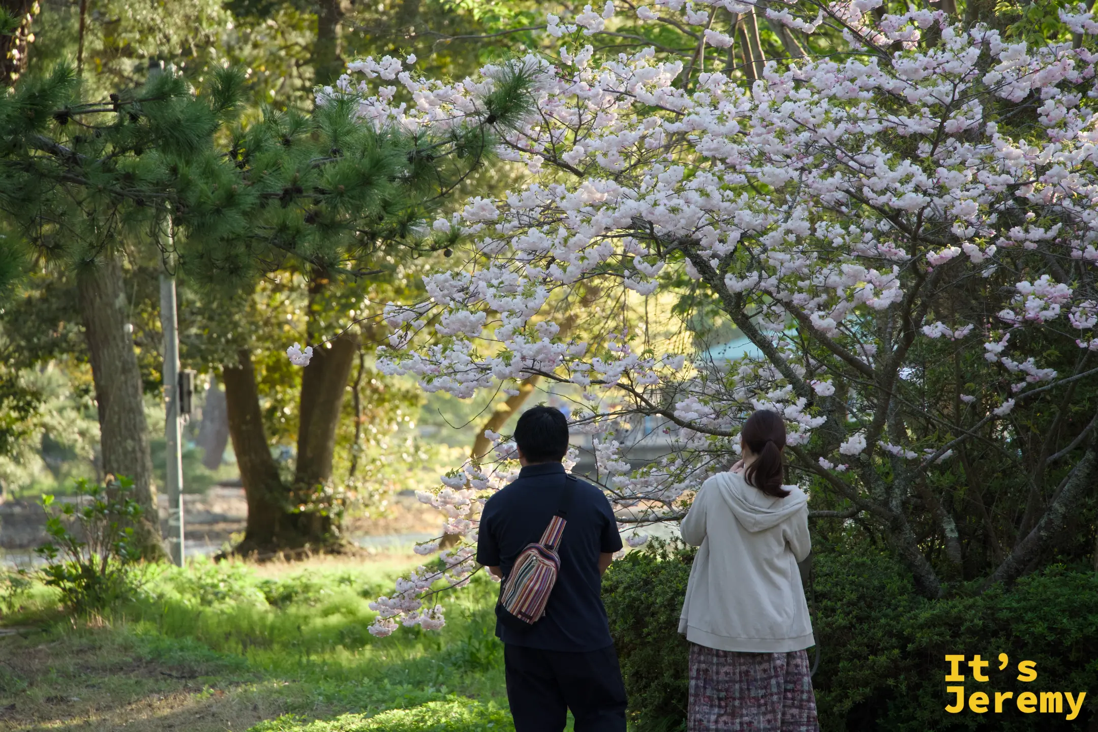 松林に咲く山桜を見上げるカップル（後ろ姿）