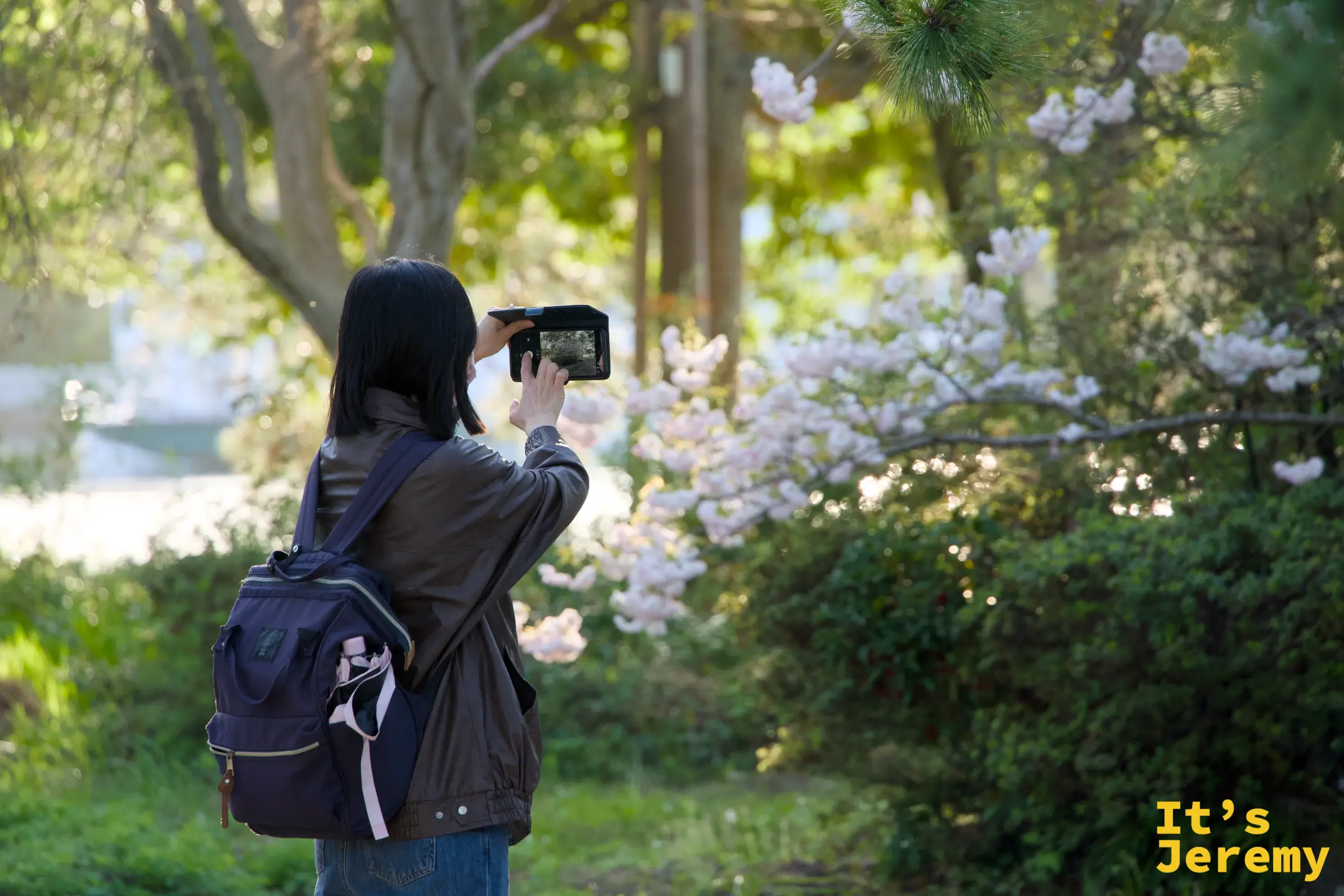 松林の中で山桜を撮影する女性