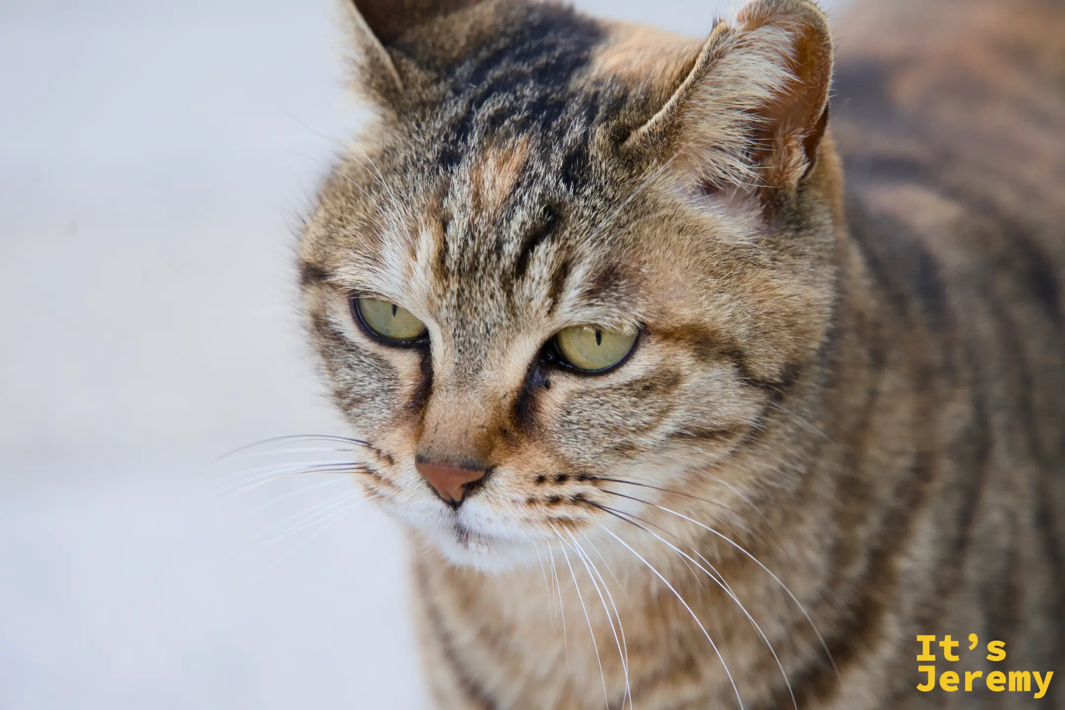 天橋立の野良猫の顔のアップ