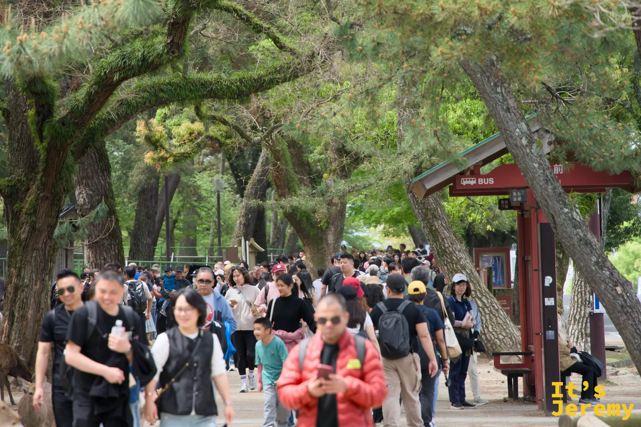 通往東大寺方向的松樹大道，各國遊客人潮川流不息