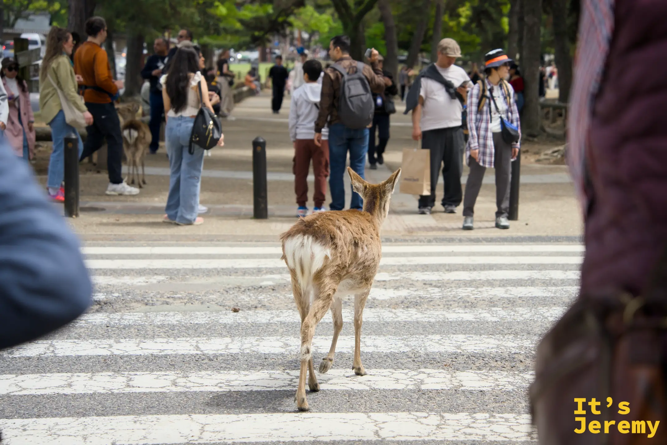 🇯🇵 奈良景點｜奈良公園 Nara Park × 梅花鹿：與 1,300 頭神鹿同行的奇妙午後