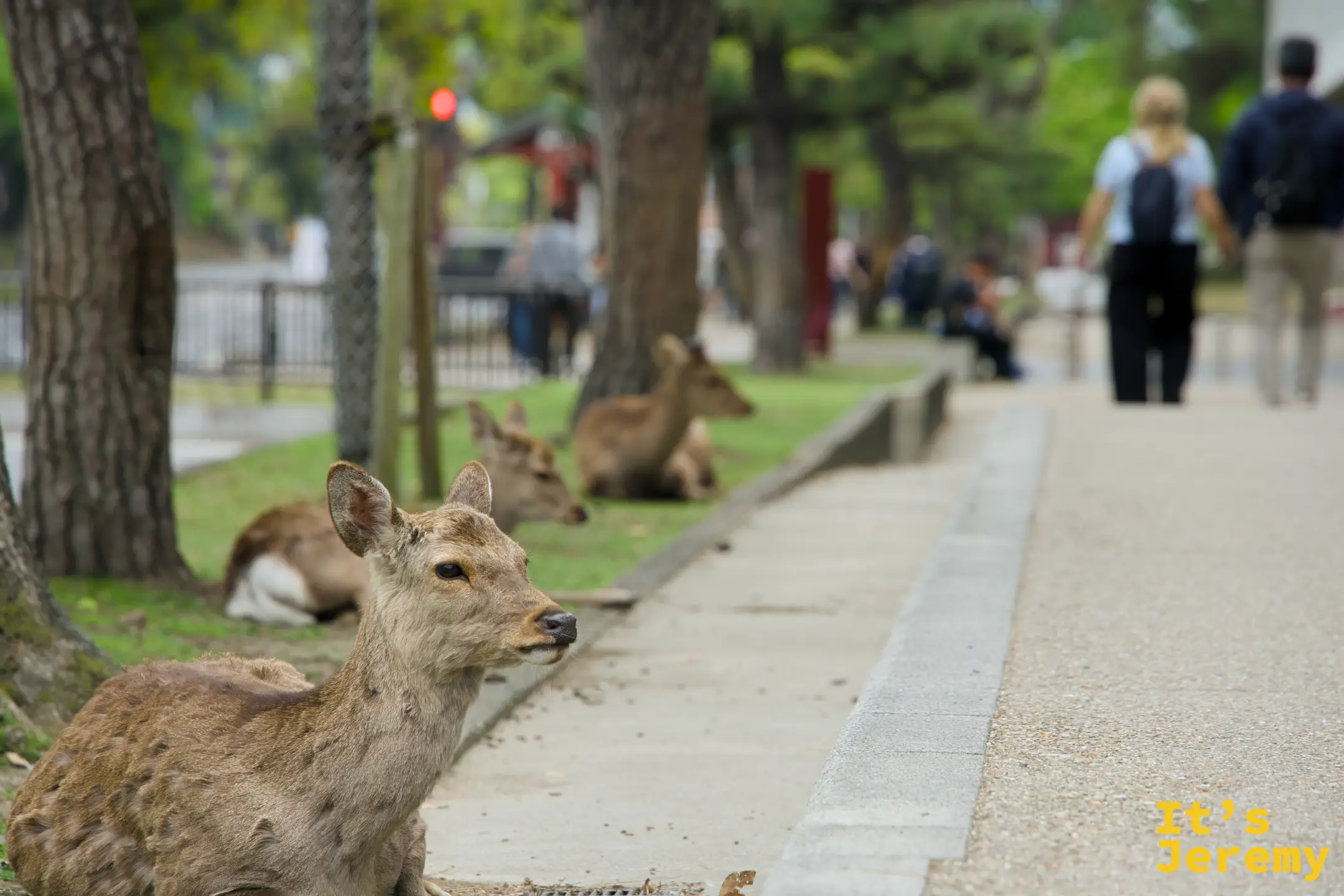 鹿趴在公園步道旁，遊客走過