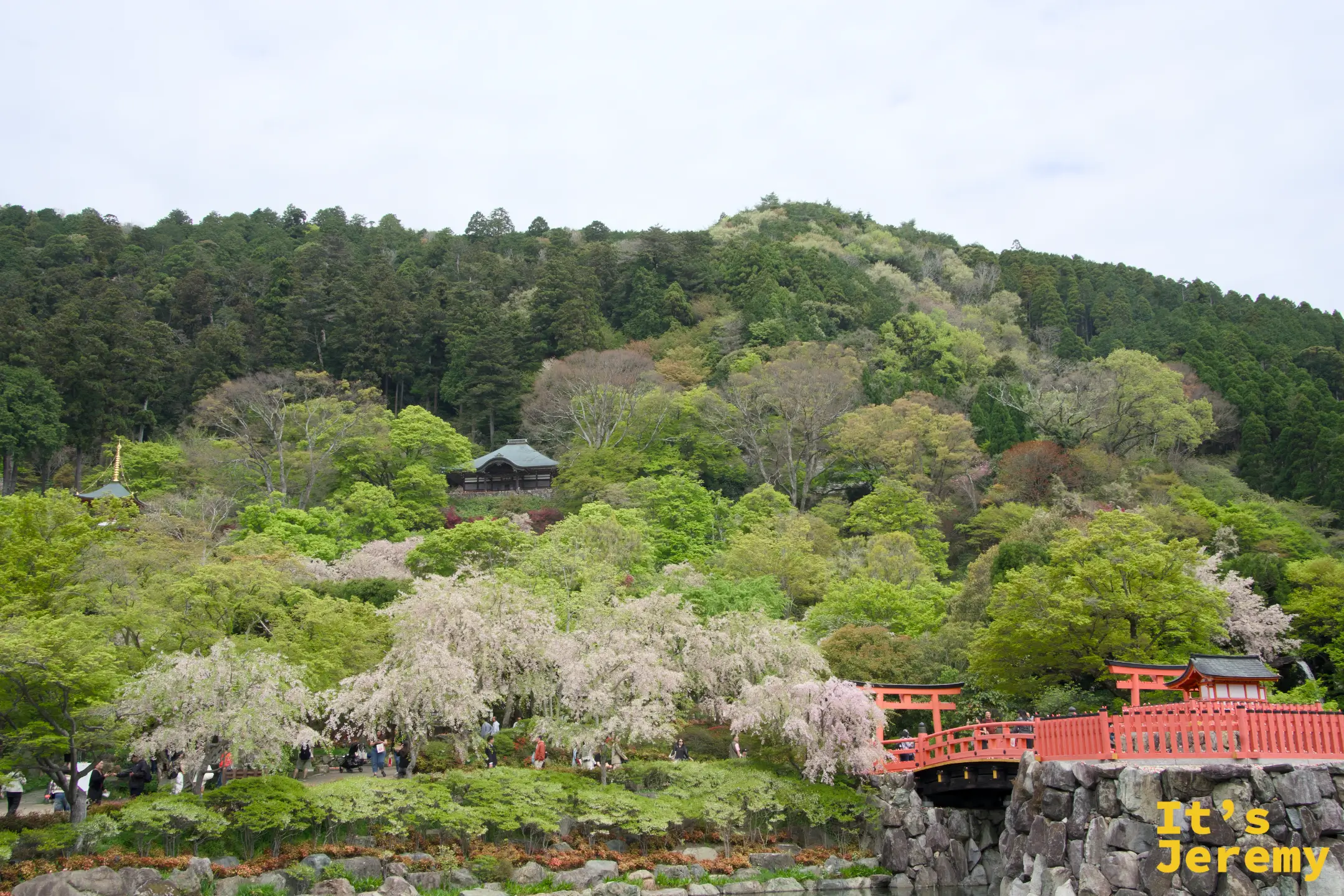 從更遠處望：紅橋、枝垂櫻與寺院建築群的組合