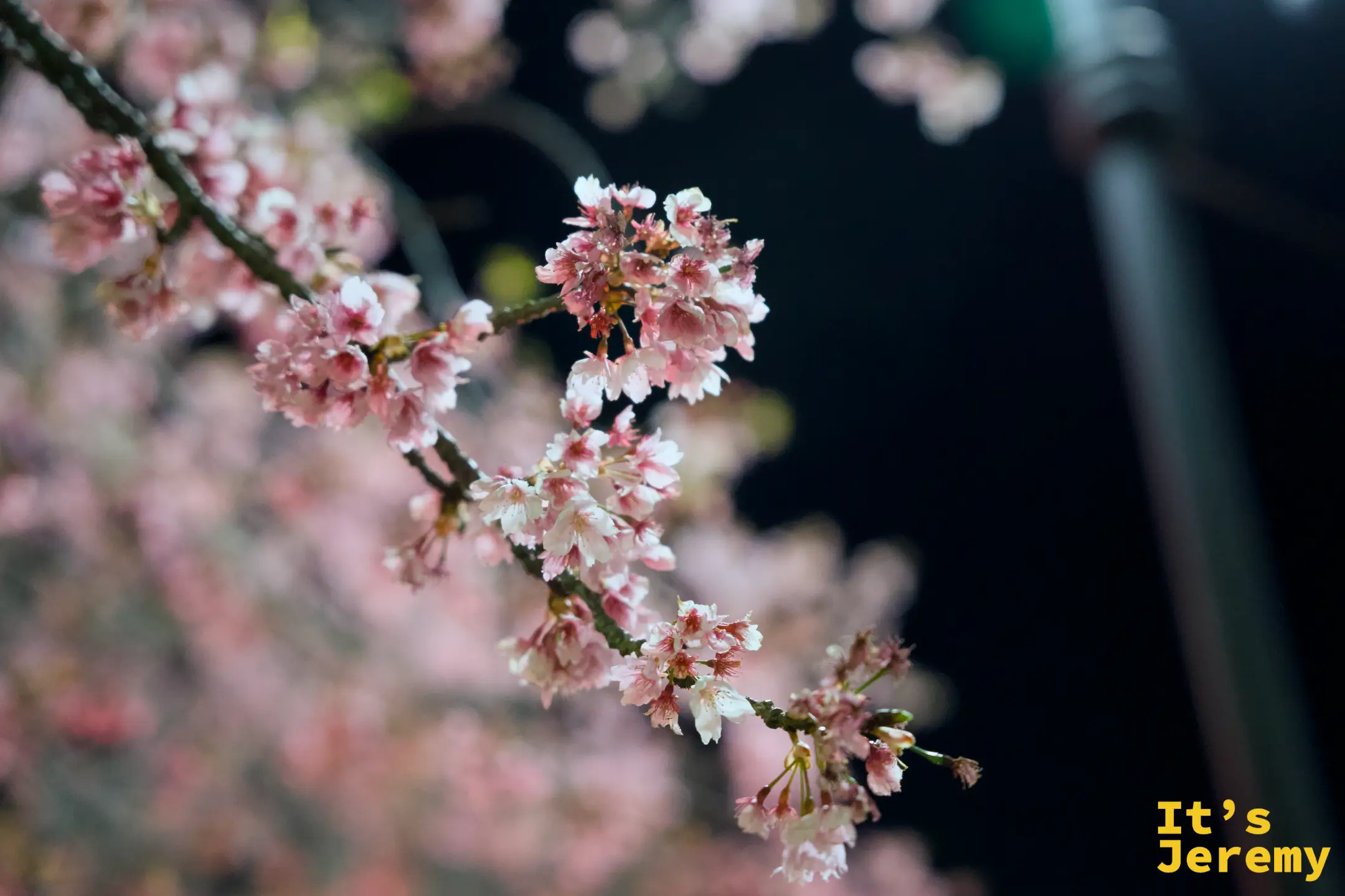 夜間路燈下的粉色染井吉野垂枝特寫，花朵細密，背景為深色夜空