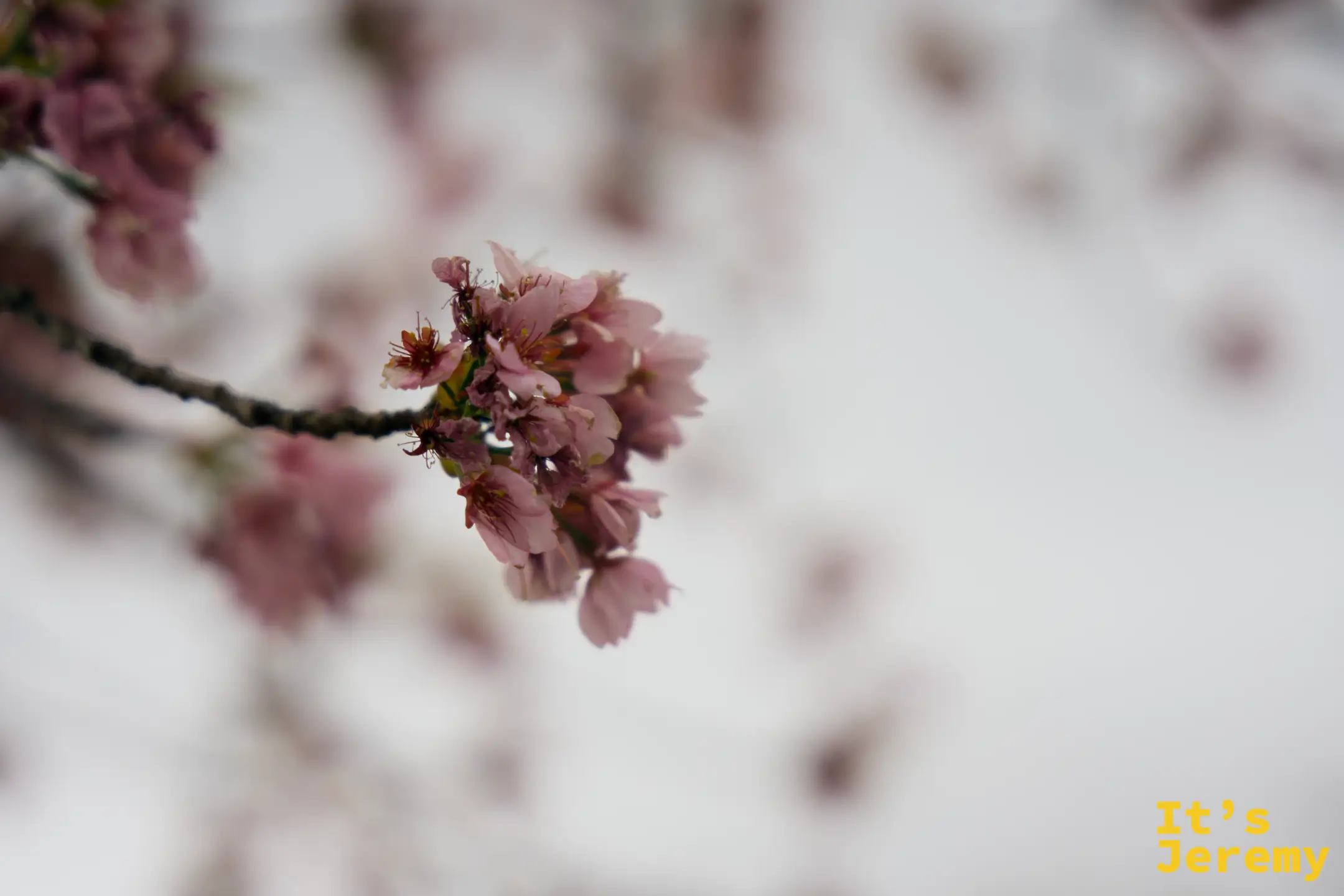 伊豆高原桜並木，枝頭幾朵淡粉色花朵剛剛開放