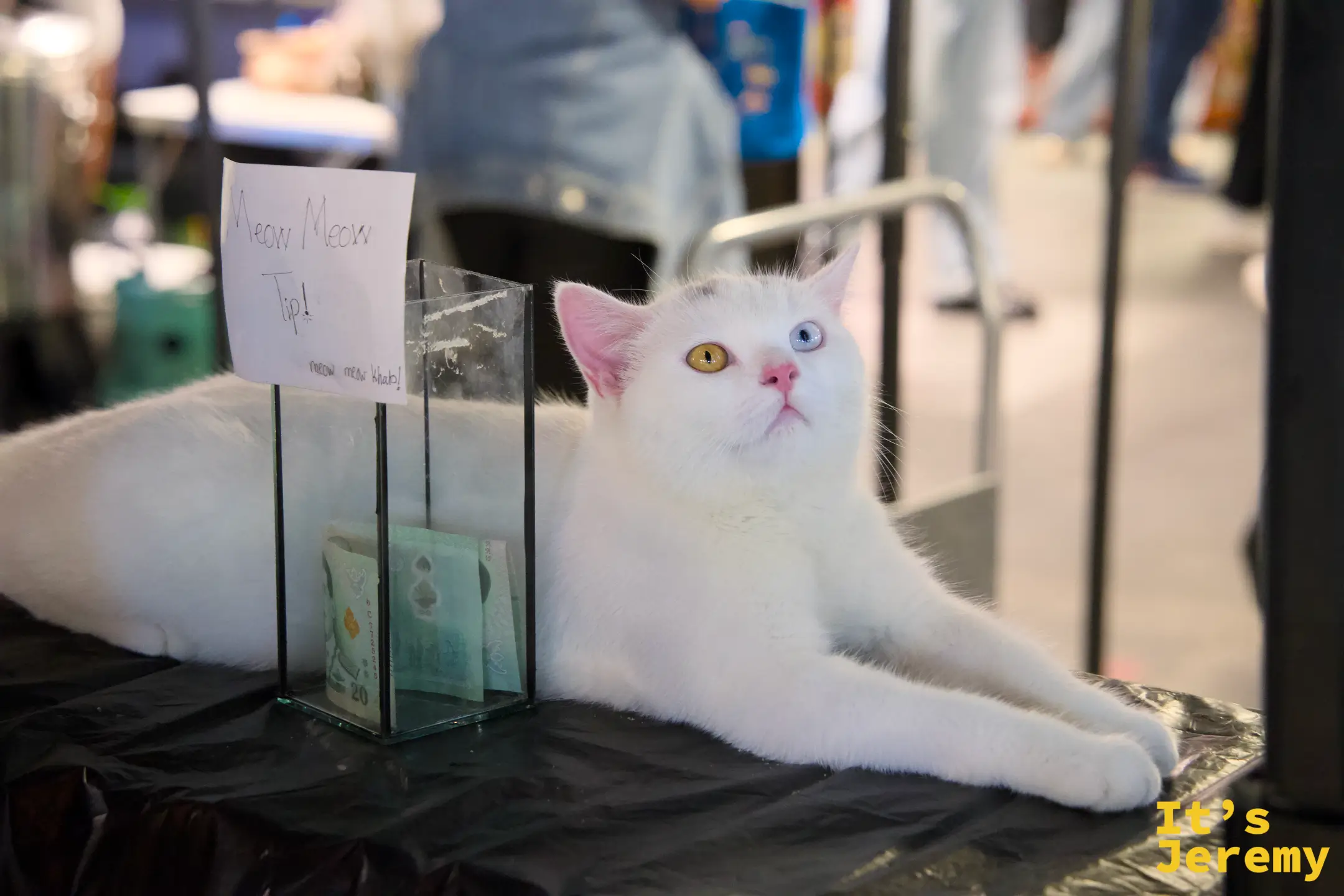 雙瞳異色的小貓坐在「meow meow tip」打賞攤上