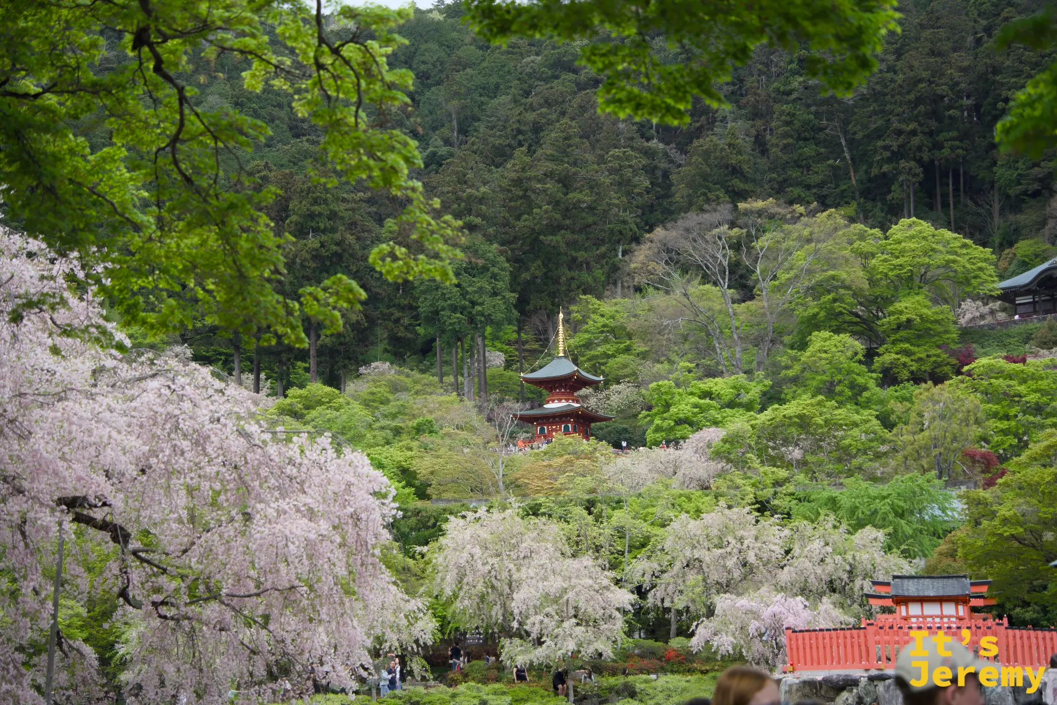 勝尾寺全景，多寶塔藏在枝垂櫻與新綠山林之中，四周大小達摩佔滿各個角落