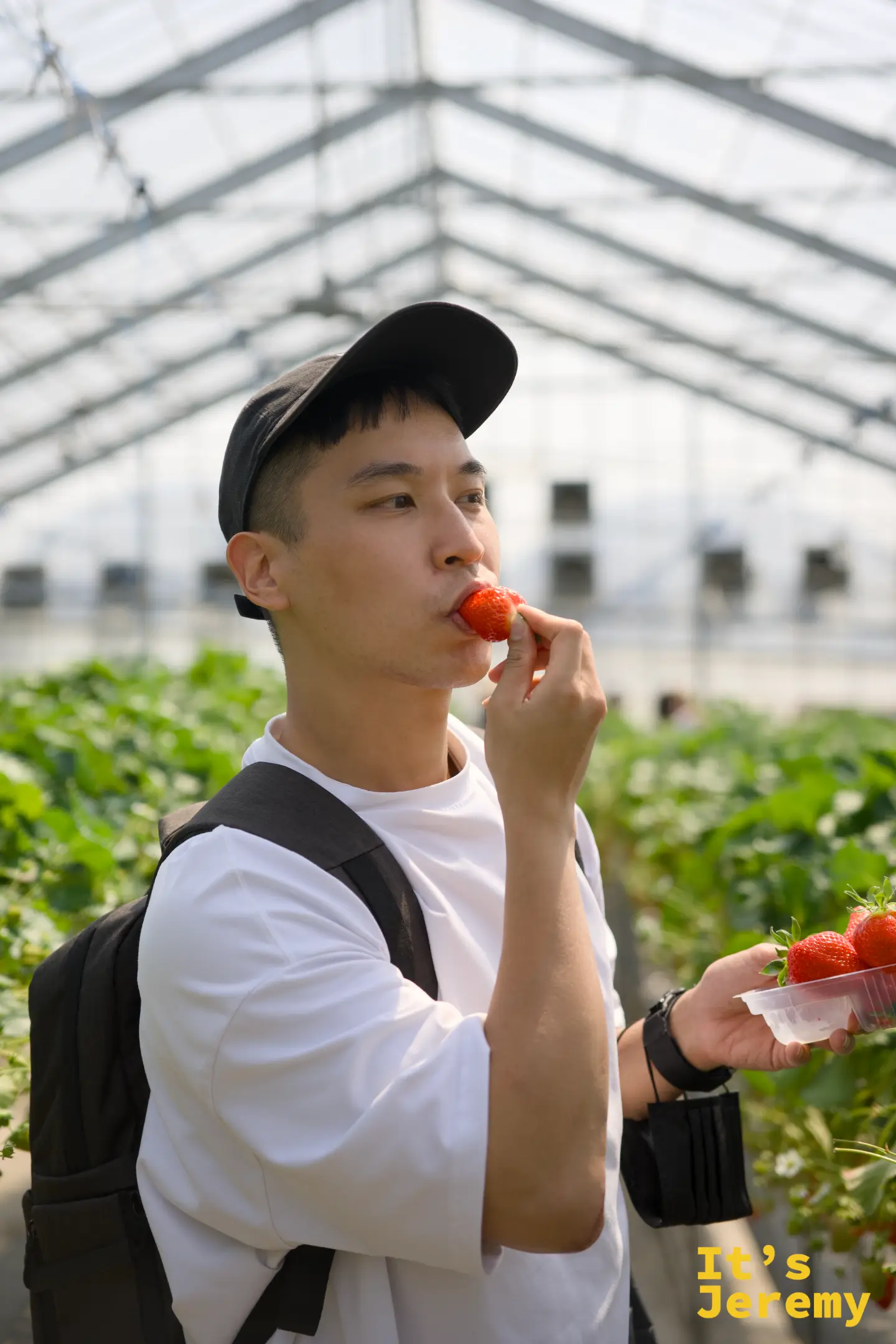 🇯🇵 三島景點｜伊豆水果公園 Izu Fruits Park：溫室高架草莓採摘完整攻略