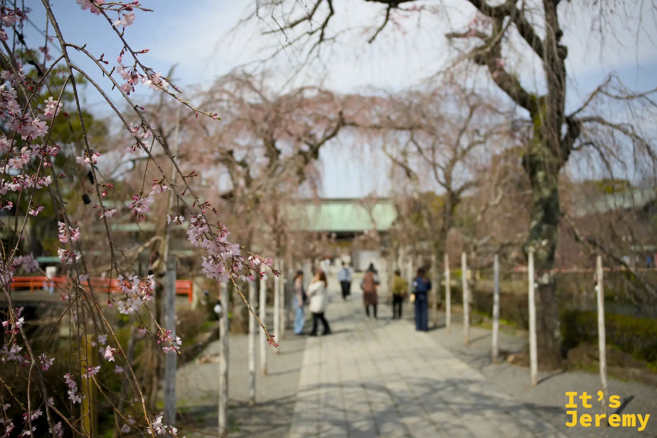 三嶋大社境內參道，枝垂れ桜低垂花枝，背景是正殿建築與漫步其中的遊客
