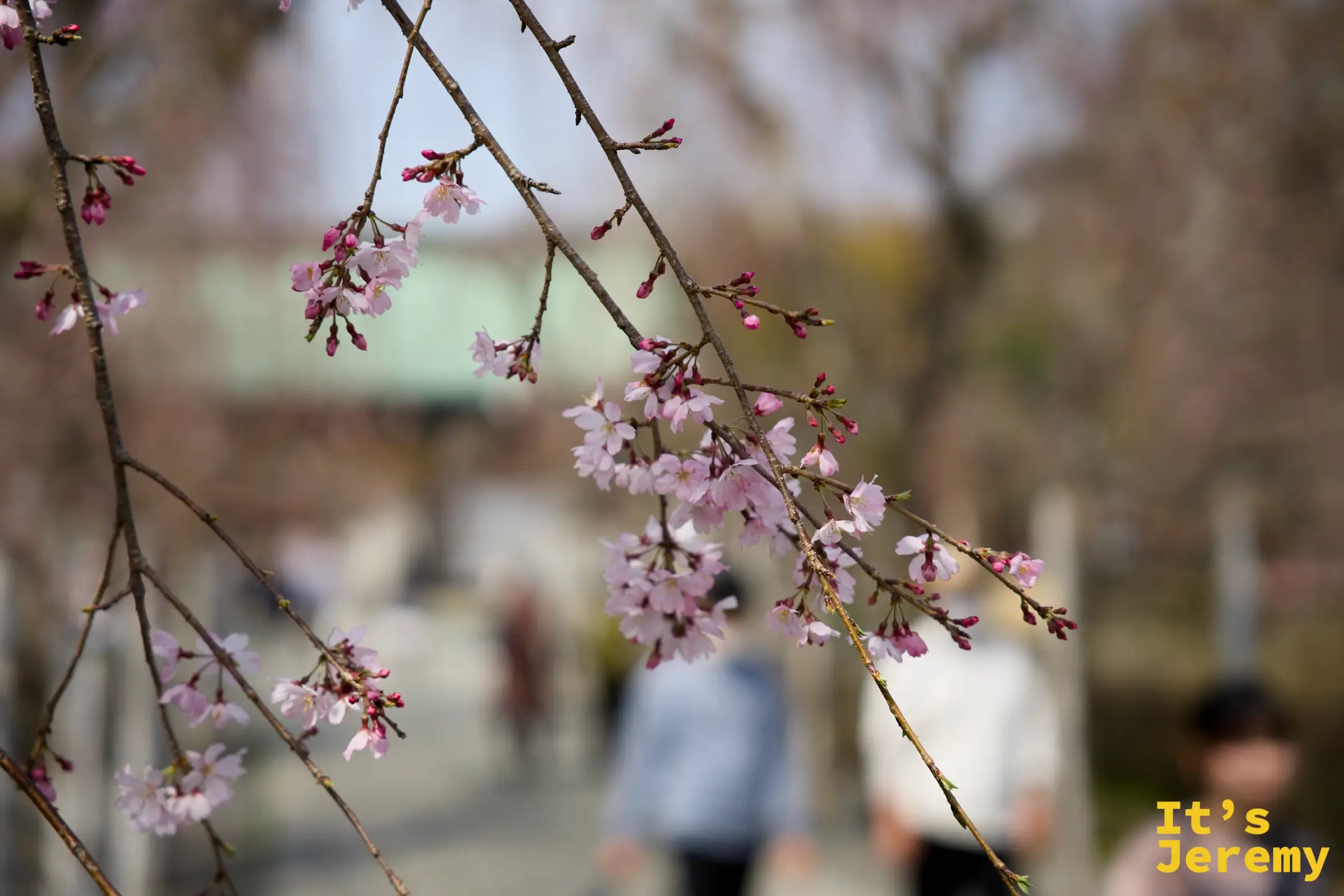 枝垂れ桜特寫，粉嫩花苞在枝梢綻放，背景有漫步的遊客