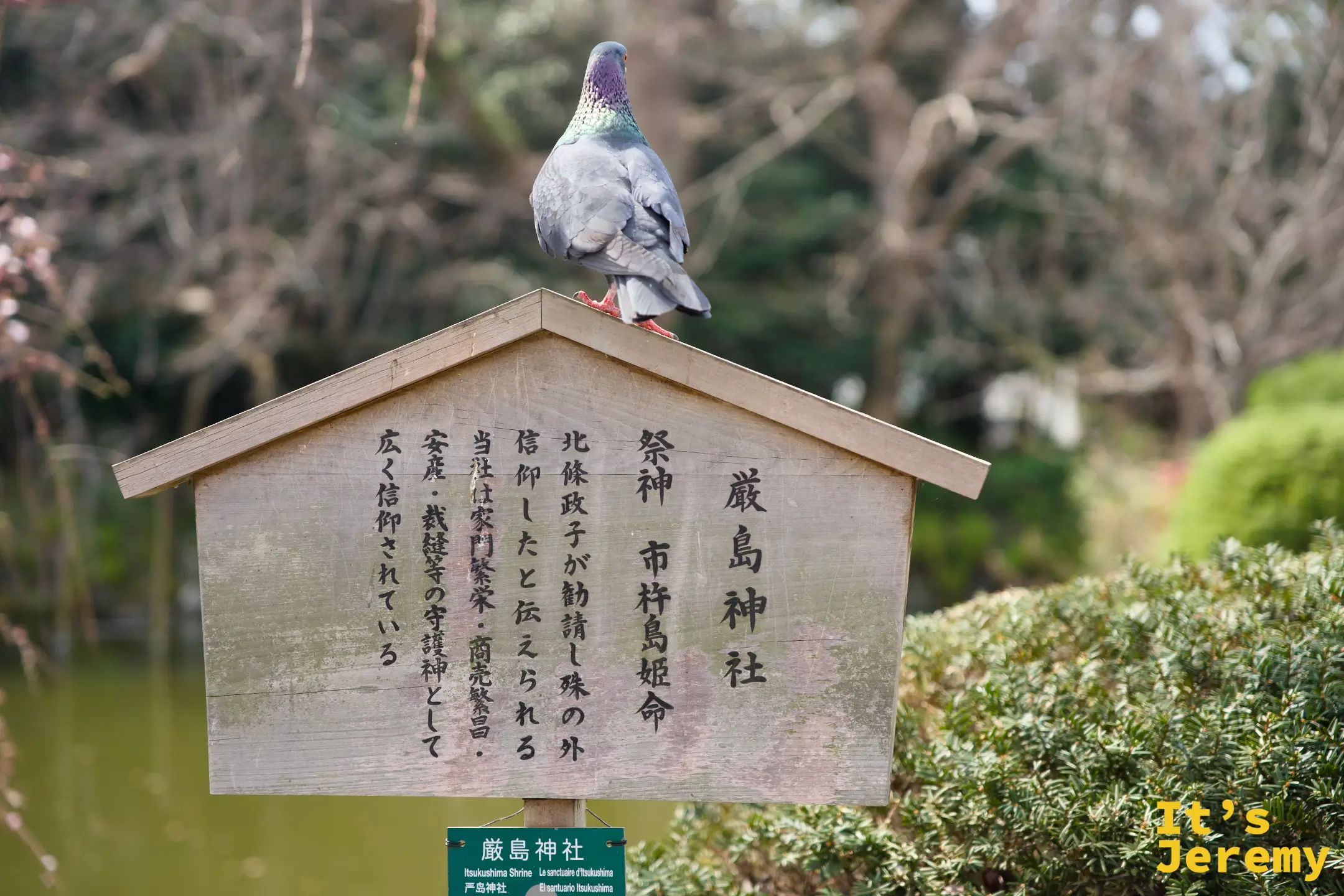 厳島神社的木製說明牌，一隻鴿子站在屋頂上，背景是池塘與枝垂れ桜