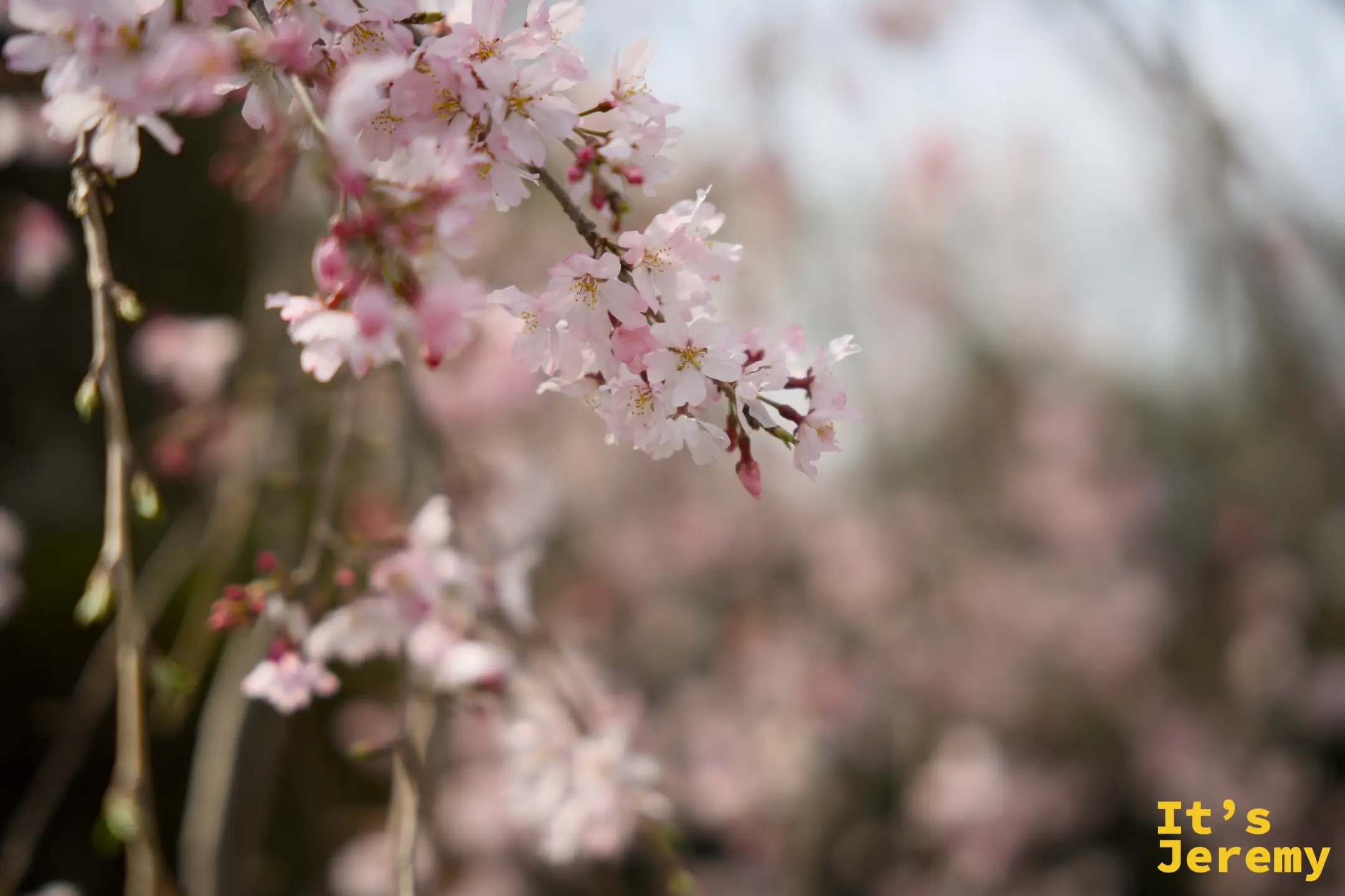 枝垂れ桜盛開特寫，粉白花朵密集排列在細枝上