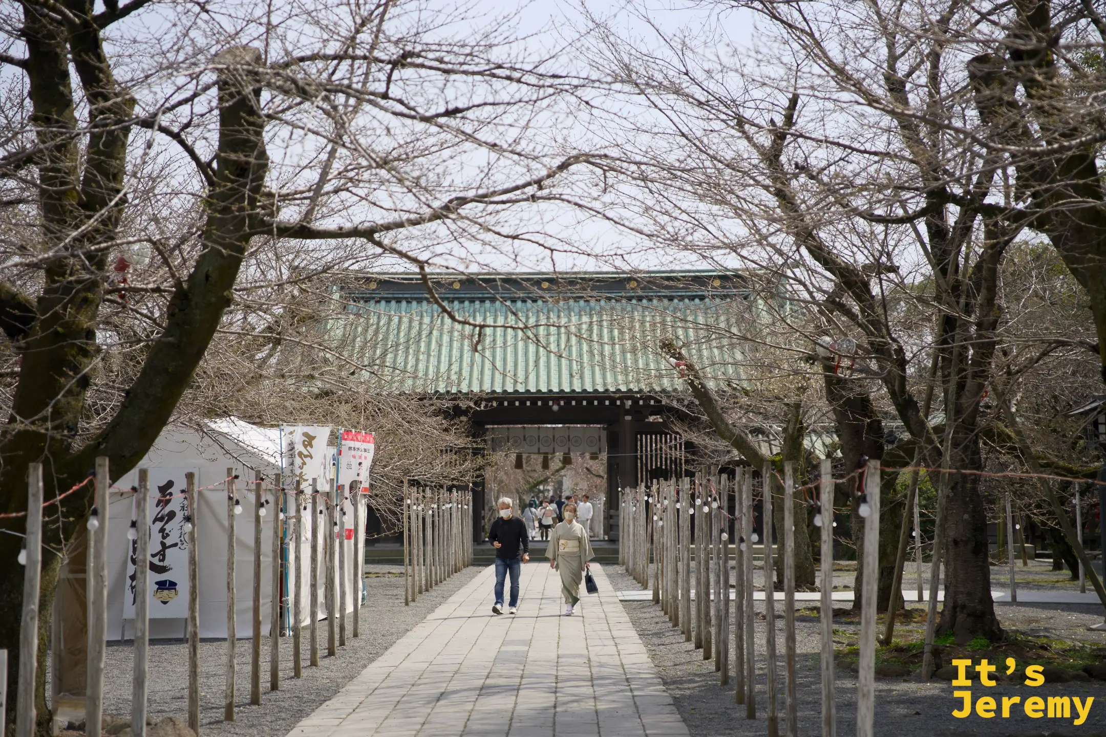 三嶋大社側面參道，枝垂れ桜樹有木製支架支撐，遠端是二の鳥居