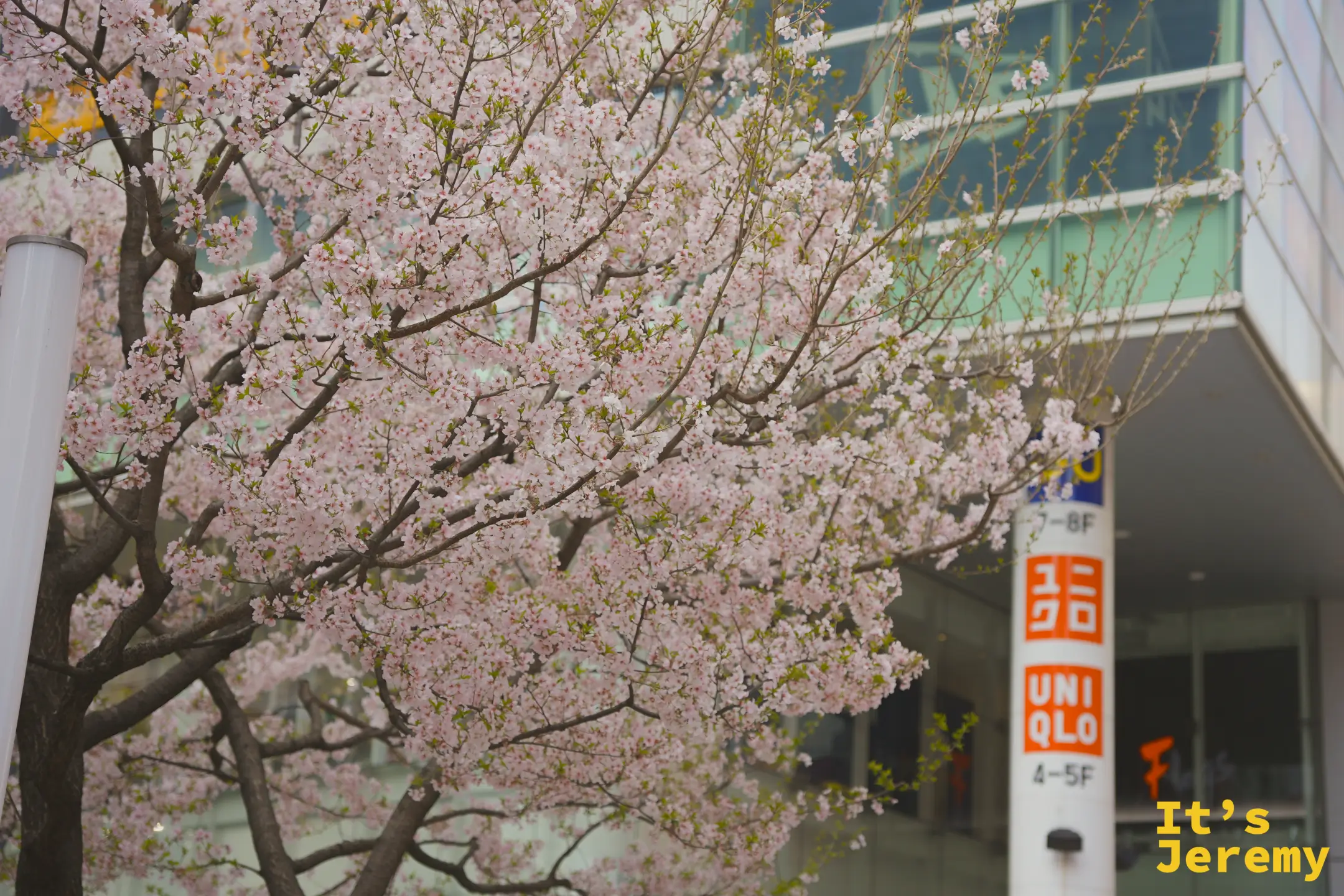 新宿高島屋附近的街道，一棵滿開的染井吉野在 UNIQLO 招牌旁搖曳