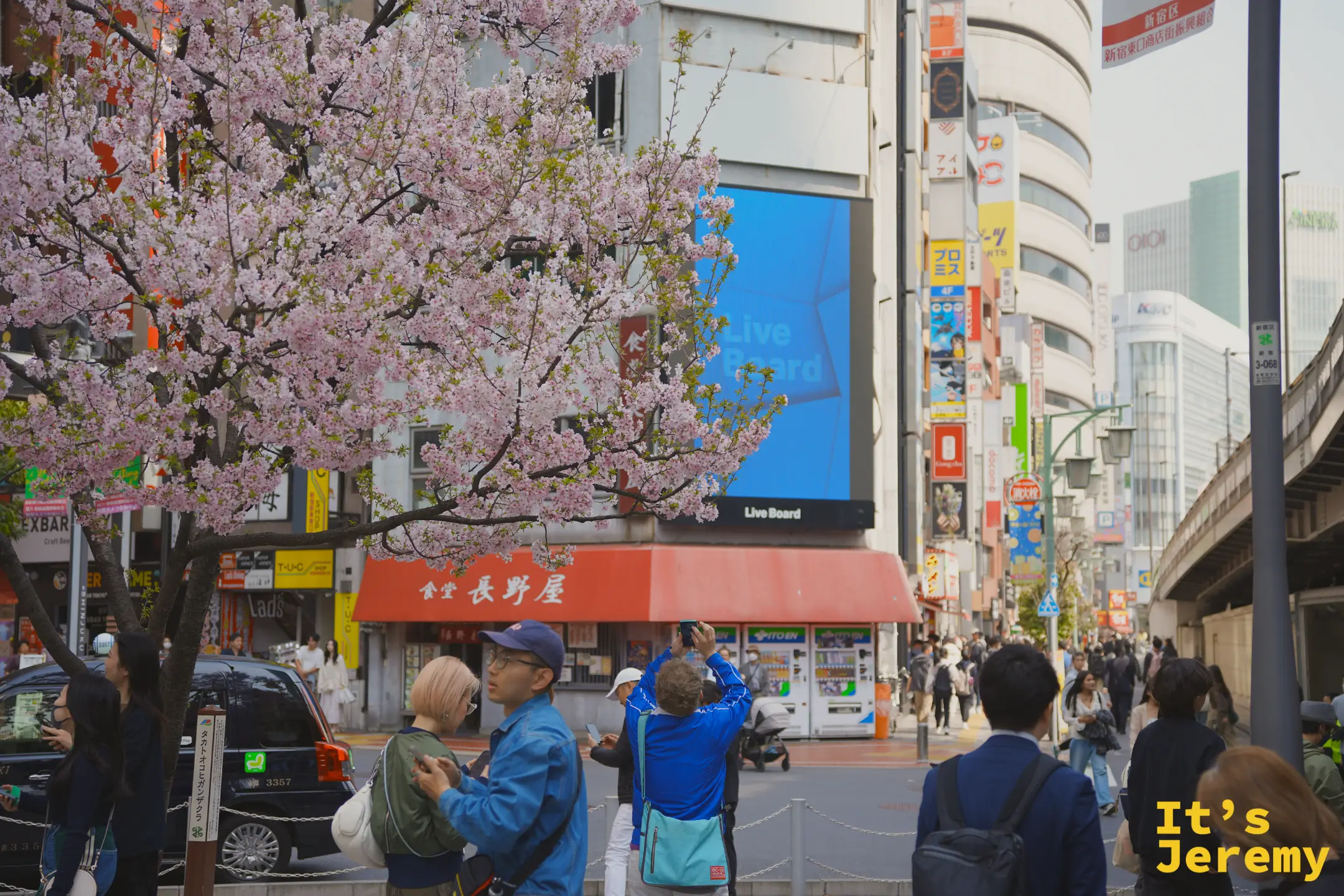 新宿南口一帶的商店街，行人穿梭在兩旁的染井吉野之間，遠方大螢幕廣告在枝椏後閃著