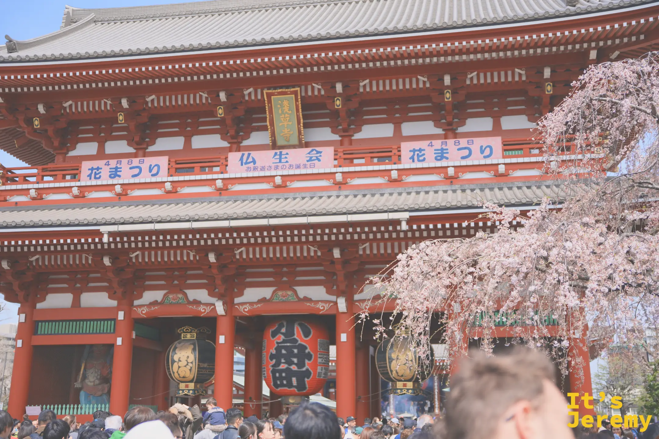 寶藏門側面角度，五重塔與寶藏門同框，花まつり橫幅隱約可見，垂枝染井吉野從左側探入