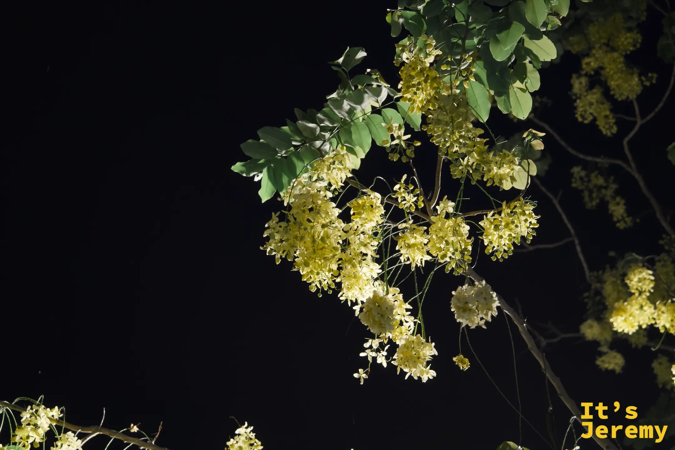 入夜後,金黃色黃花楹花串在燈光中灼亮,如懸空的花燈