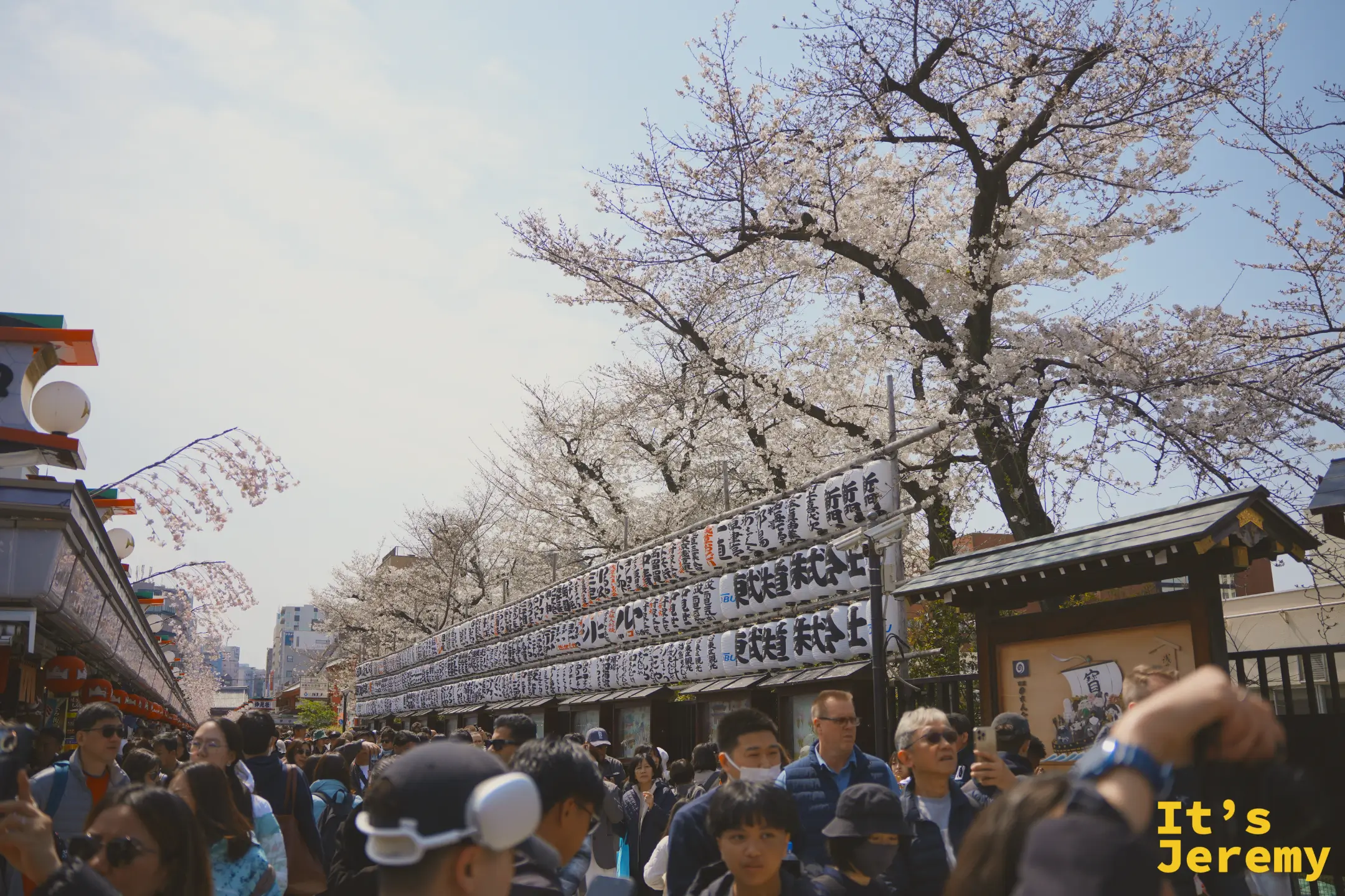 寺廟側廊外一排白燈籠延伸至遠方，旁邊是走動的人潮與染井吉野花枝