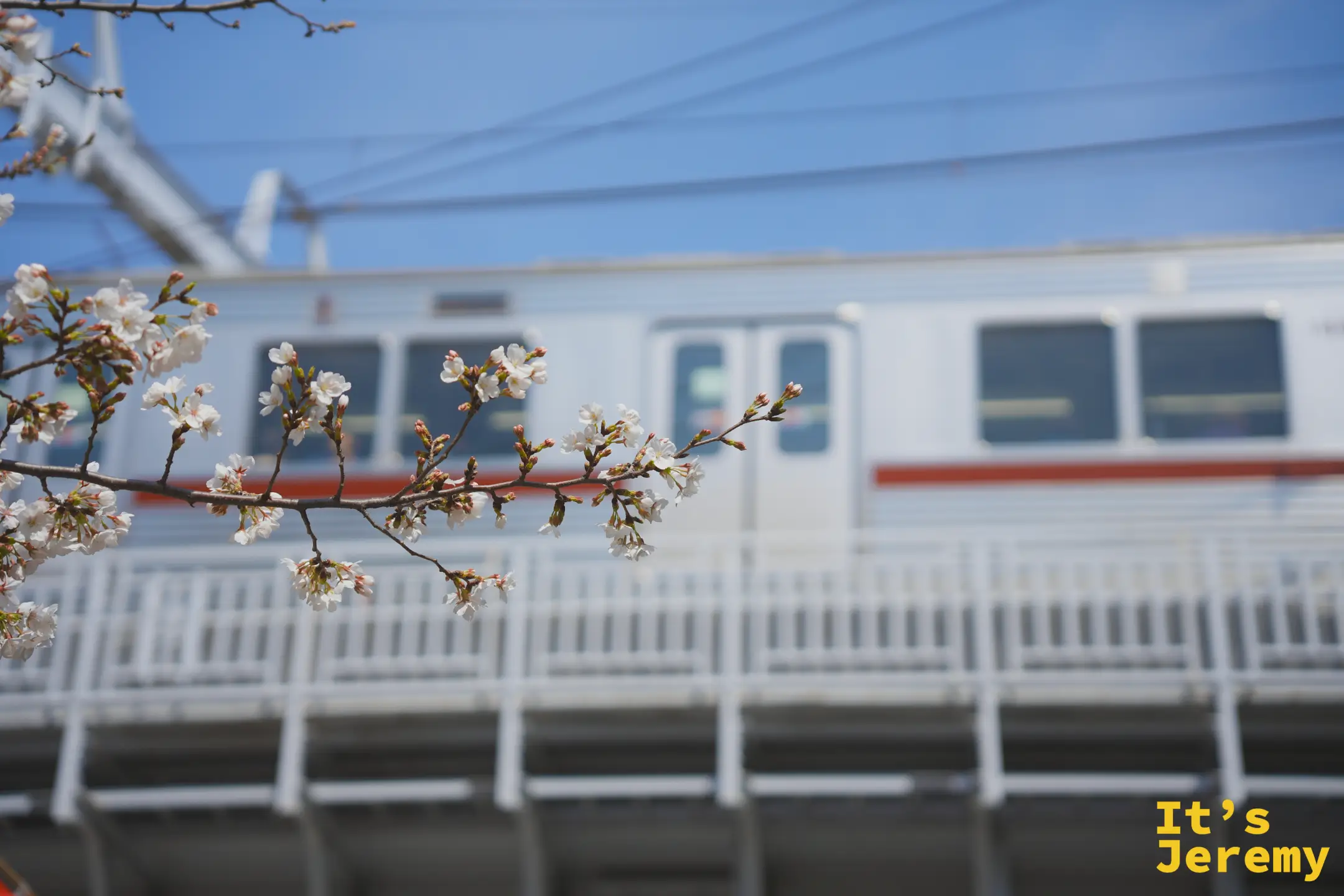 染井吉野枝頭盛開，背景是行駛中的鐵道車廂，春天的藍天清澈