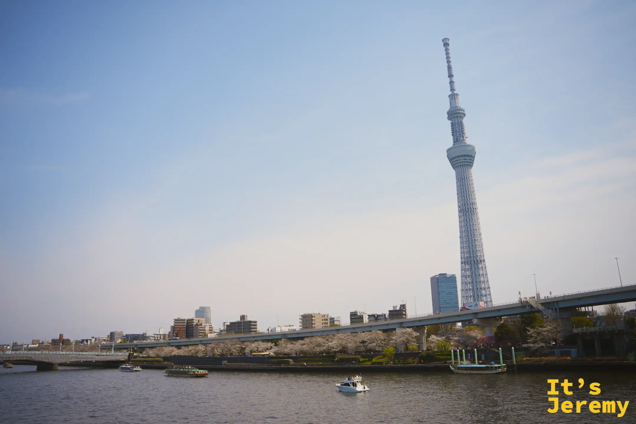 從隅田公園岸邊望向對岸，東京晴空塔高聳入天，河岸千本染井吉野盛開，觀光船行駛其間