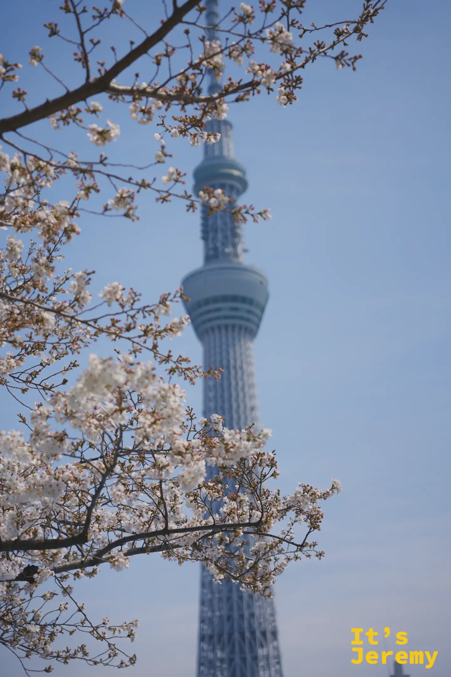 大片盛開的白色染井吉野充滿前景，晴空塔在後方朦朧可見