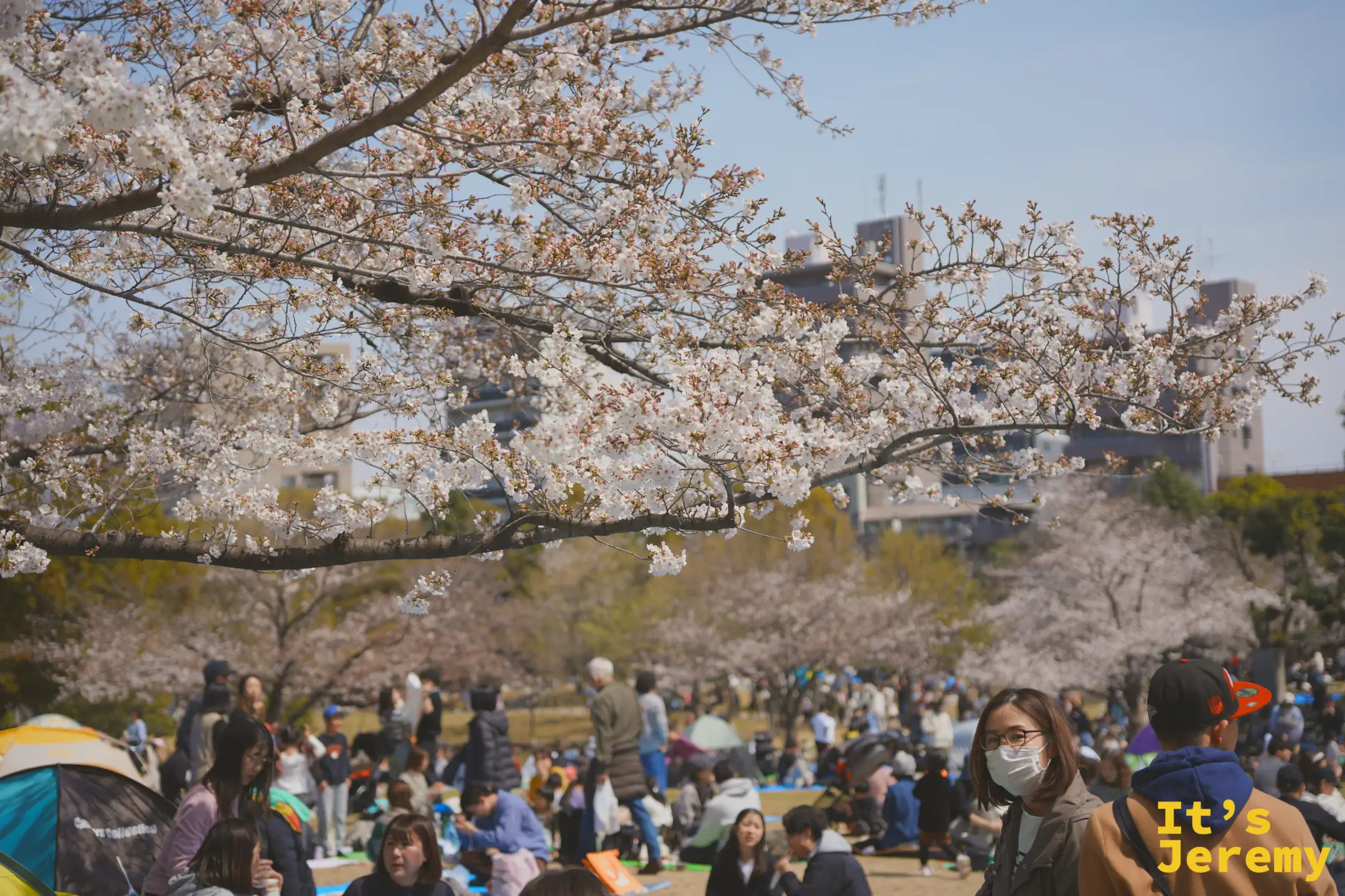 隅田公園草坪上擠滿賞花的人群，大家在粉白花枝下席地野餐