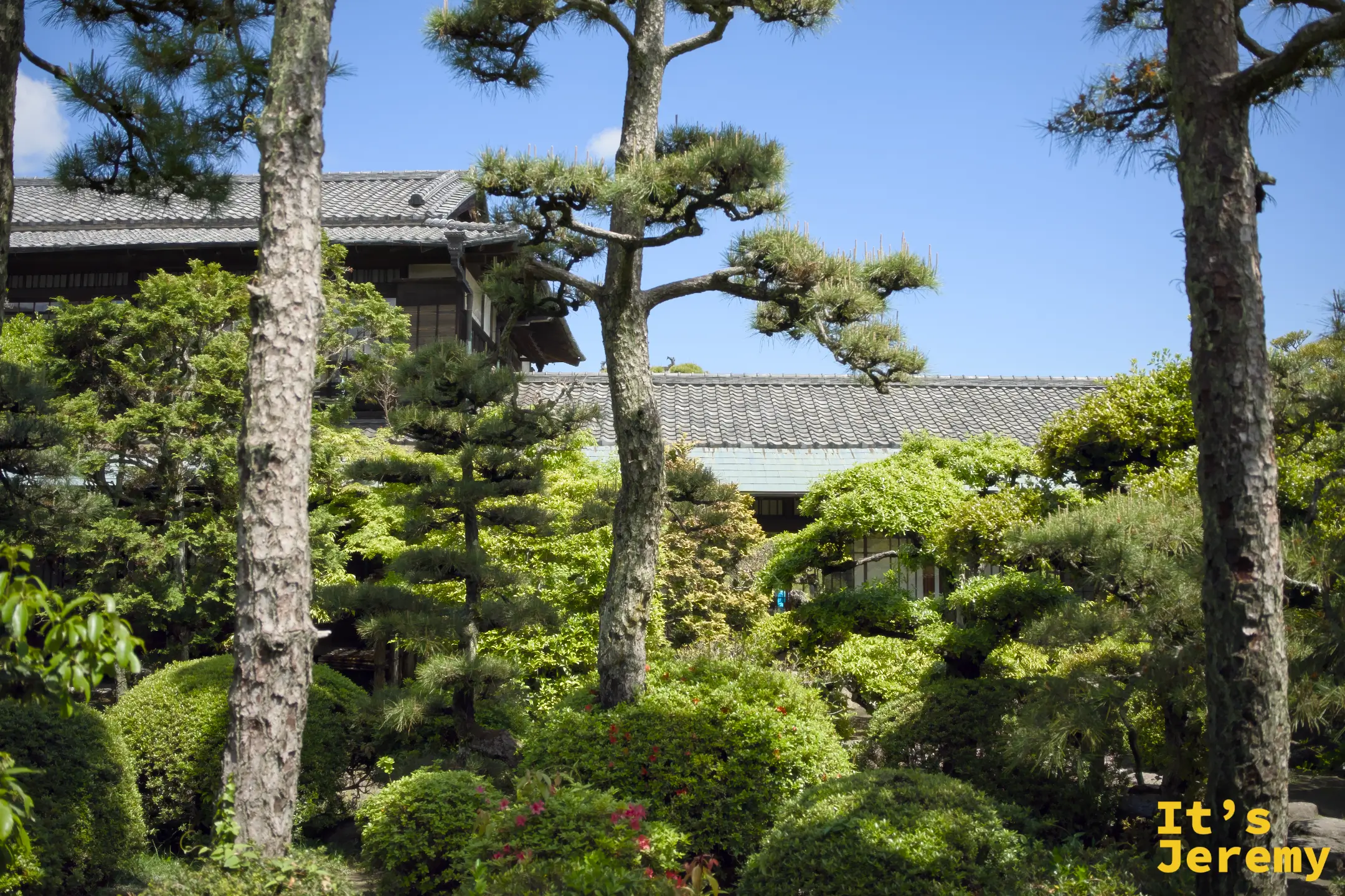 從建築內廊道望向庭園，黑松與圓形修剪灌木交替出現，是大名庭園的標準構成