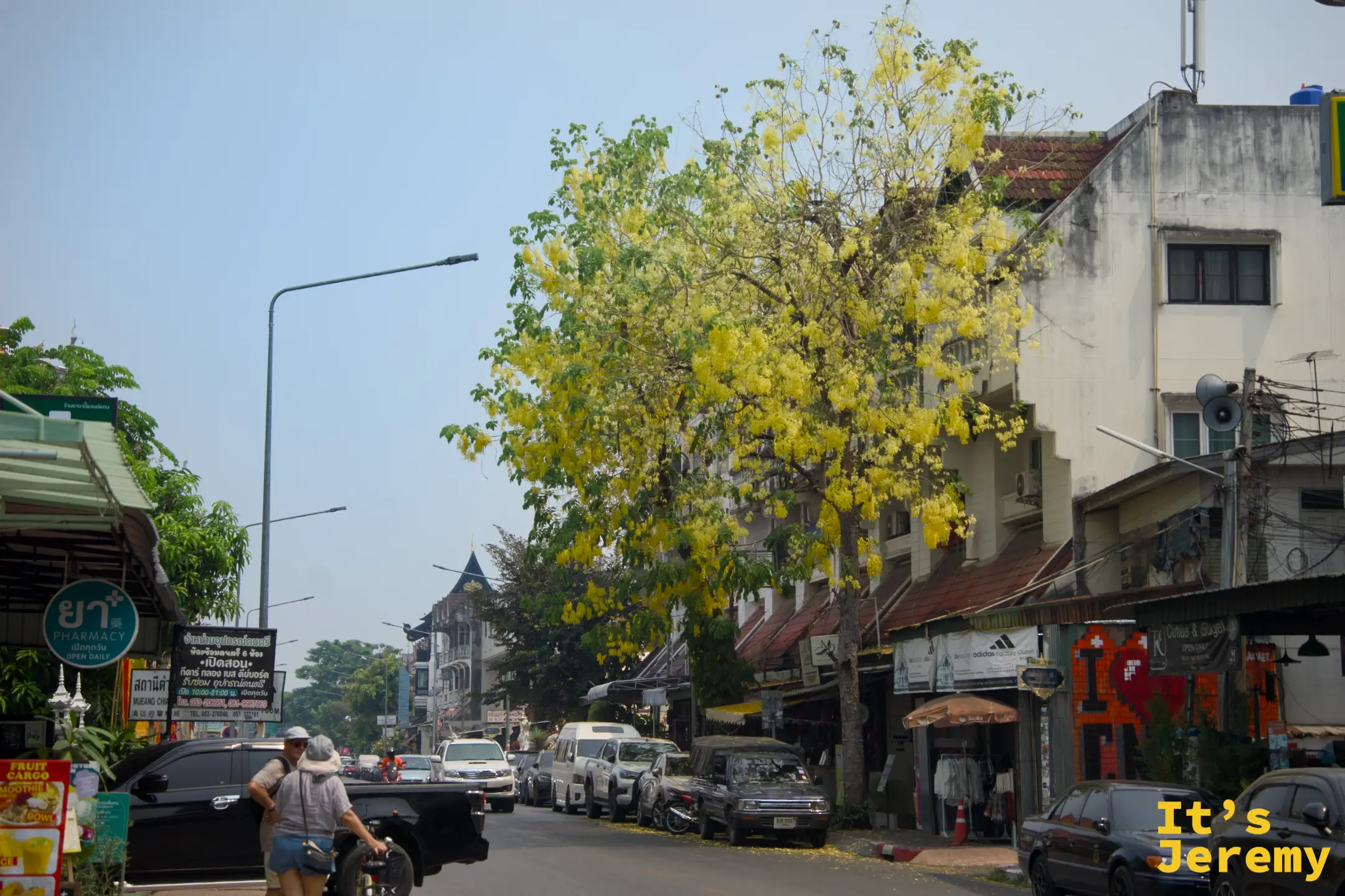 清邁古城街道旁的阿勃勒黃花大樹，車輛和行人在樹蔭下穿行，早晨的光線透過枝葉落下