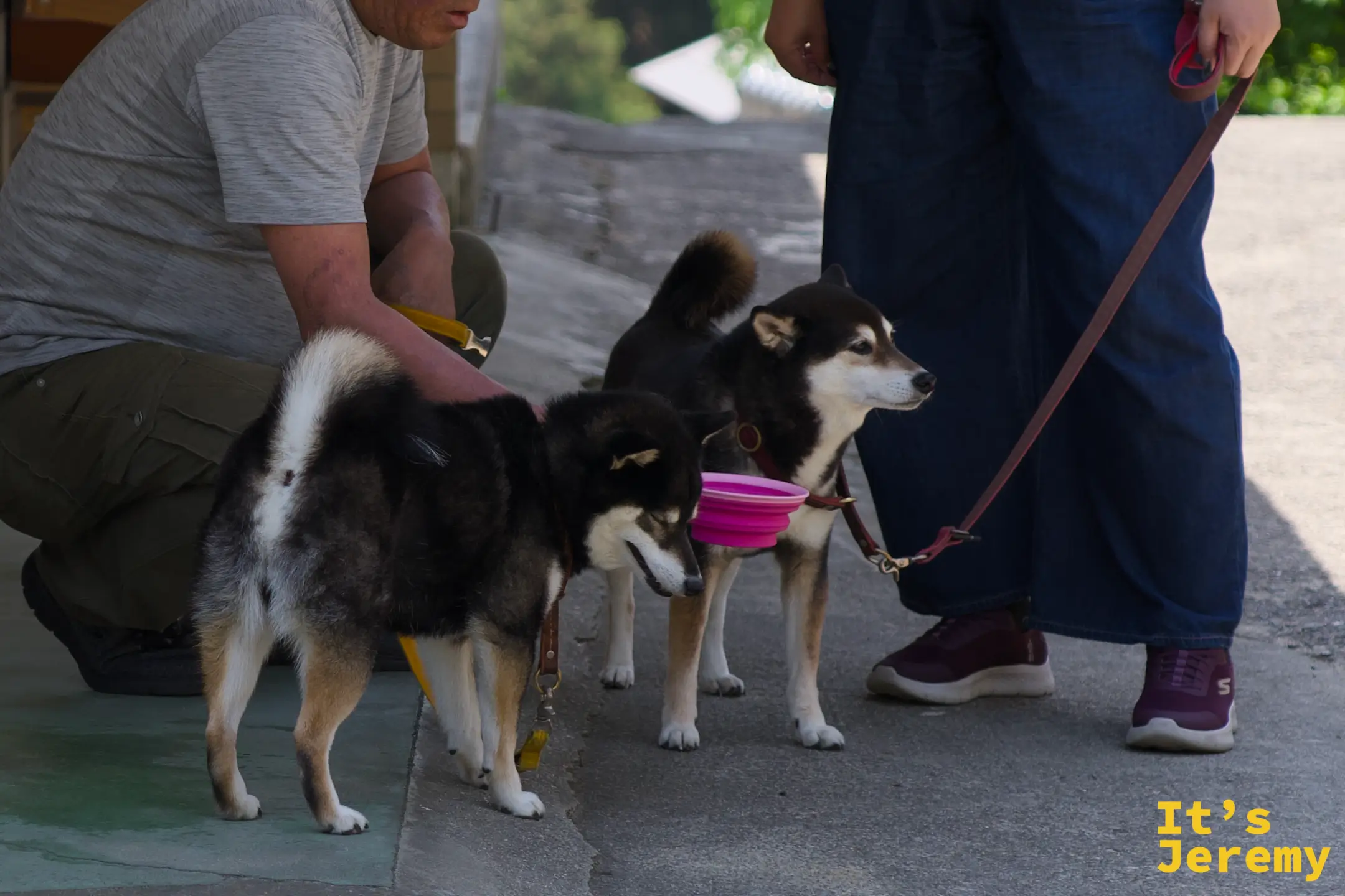 在表參道附近，一對夫婦帶著兩隻柴犬休息，男士蹲下來給狗喝水
