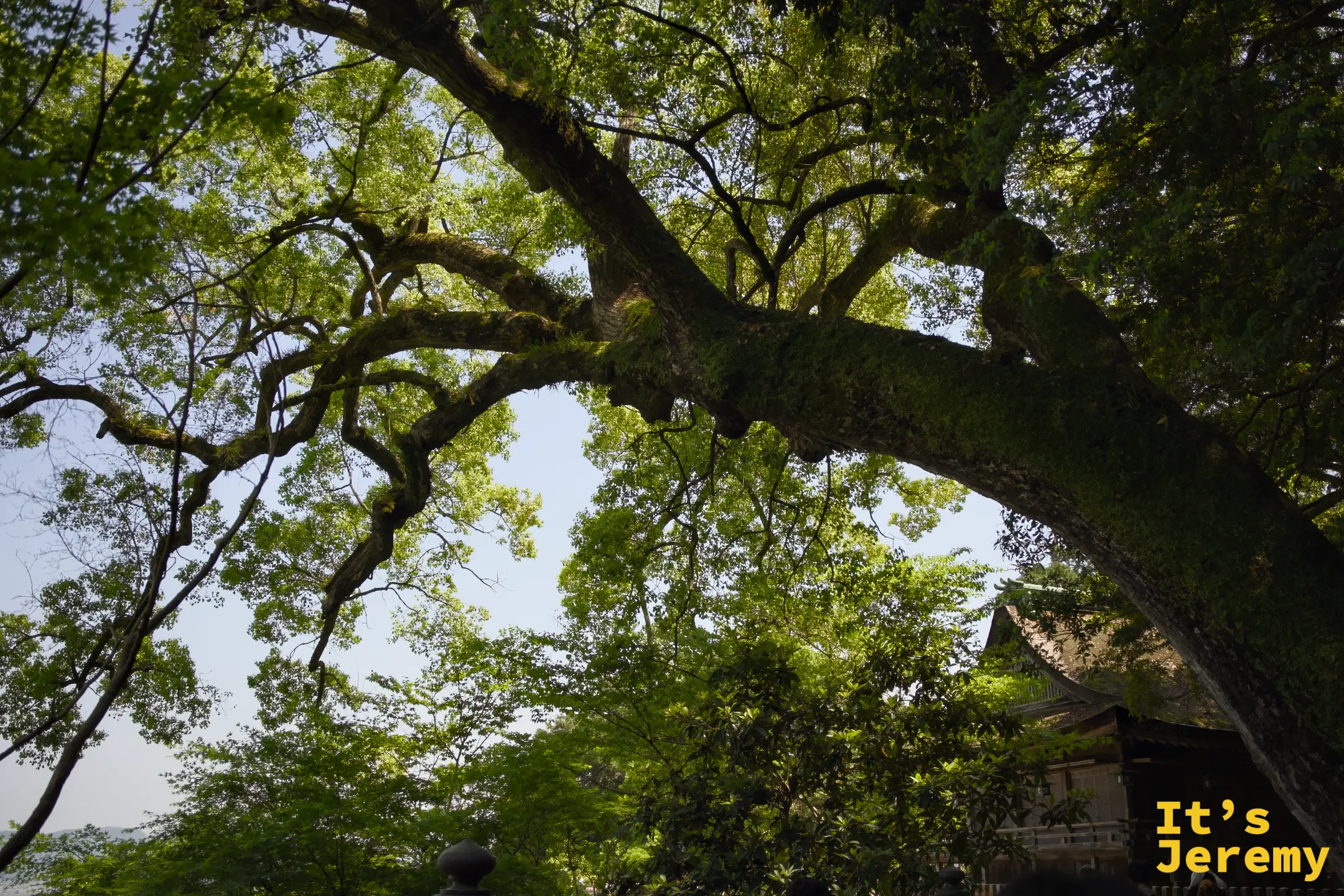 境內一棵巨大的老樹，樹幹遒勁，枝條橫展，旁邊隱約可見神社屋簷