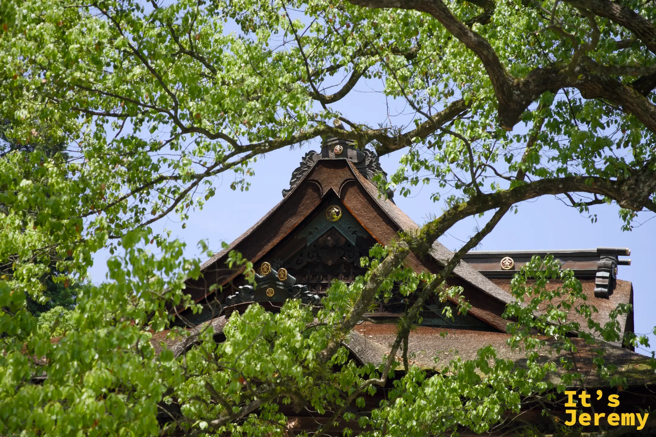 從樹枝間仰看三穂津姫神社的屋頂，被春日新葉半遮半掩，只露出深棕色的木造和金色裝飾