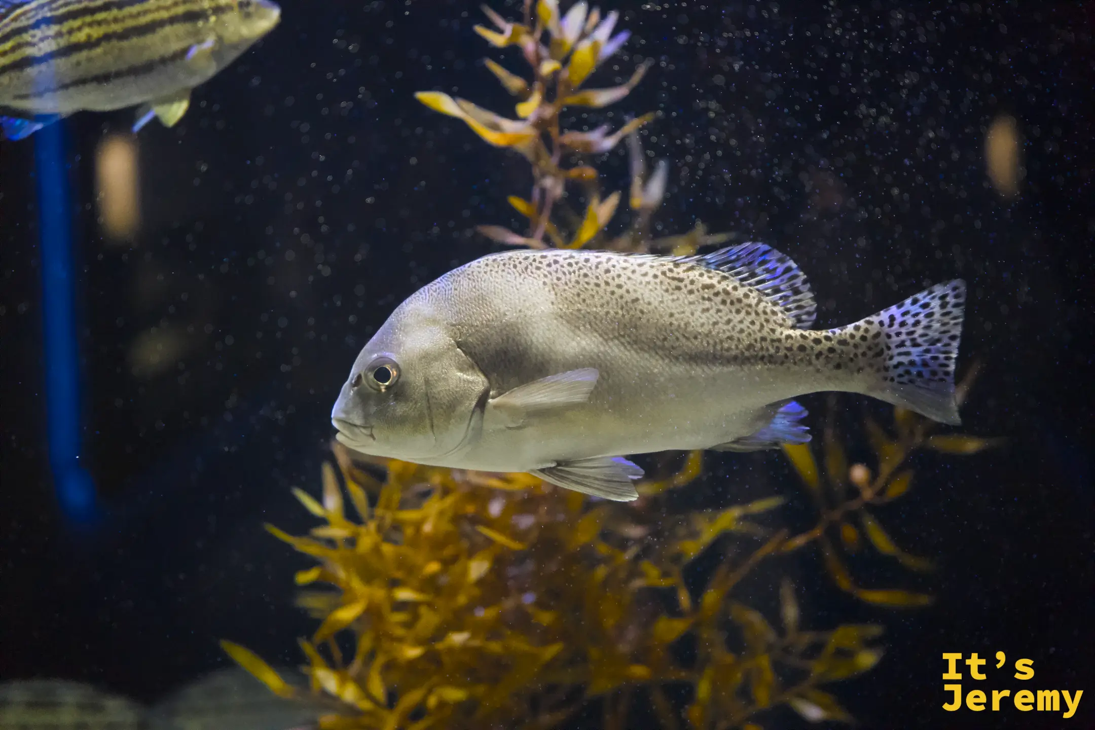 銀灰色大型魚在棕橙色海草叢中游動，背景有礁岩和其他魚影